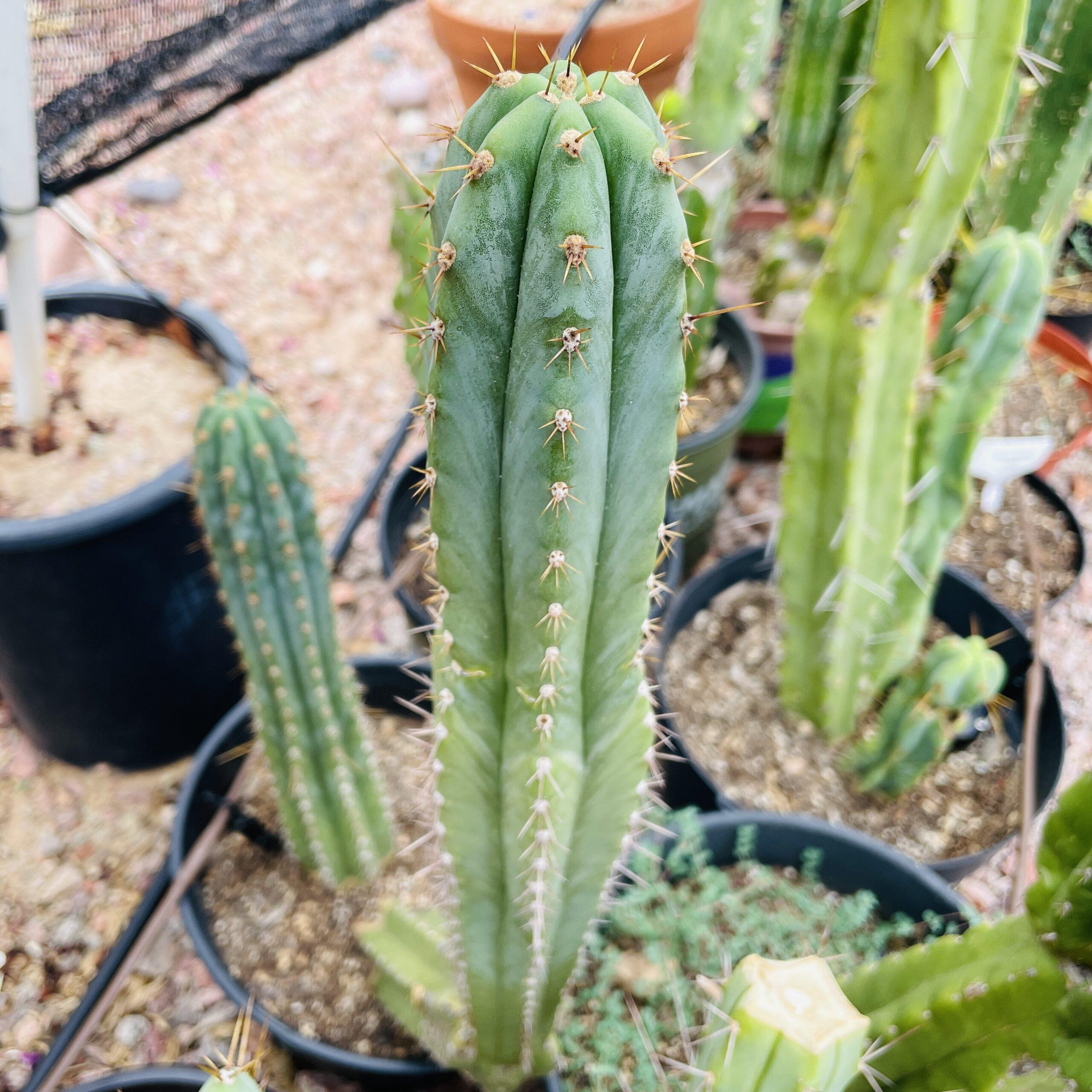 17 inch T. Peruvianus "Coyote" Cutting