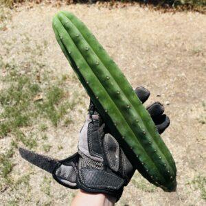 11.5 inch HZ Scop x Dr. G Scop Cutting