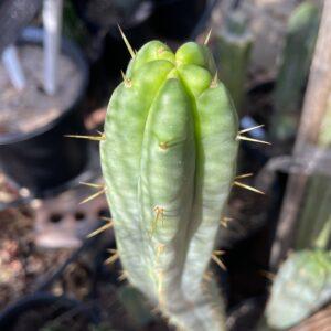 14 inch T. Bridgesii "Helen x SS02"