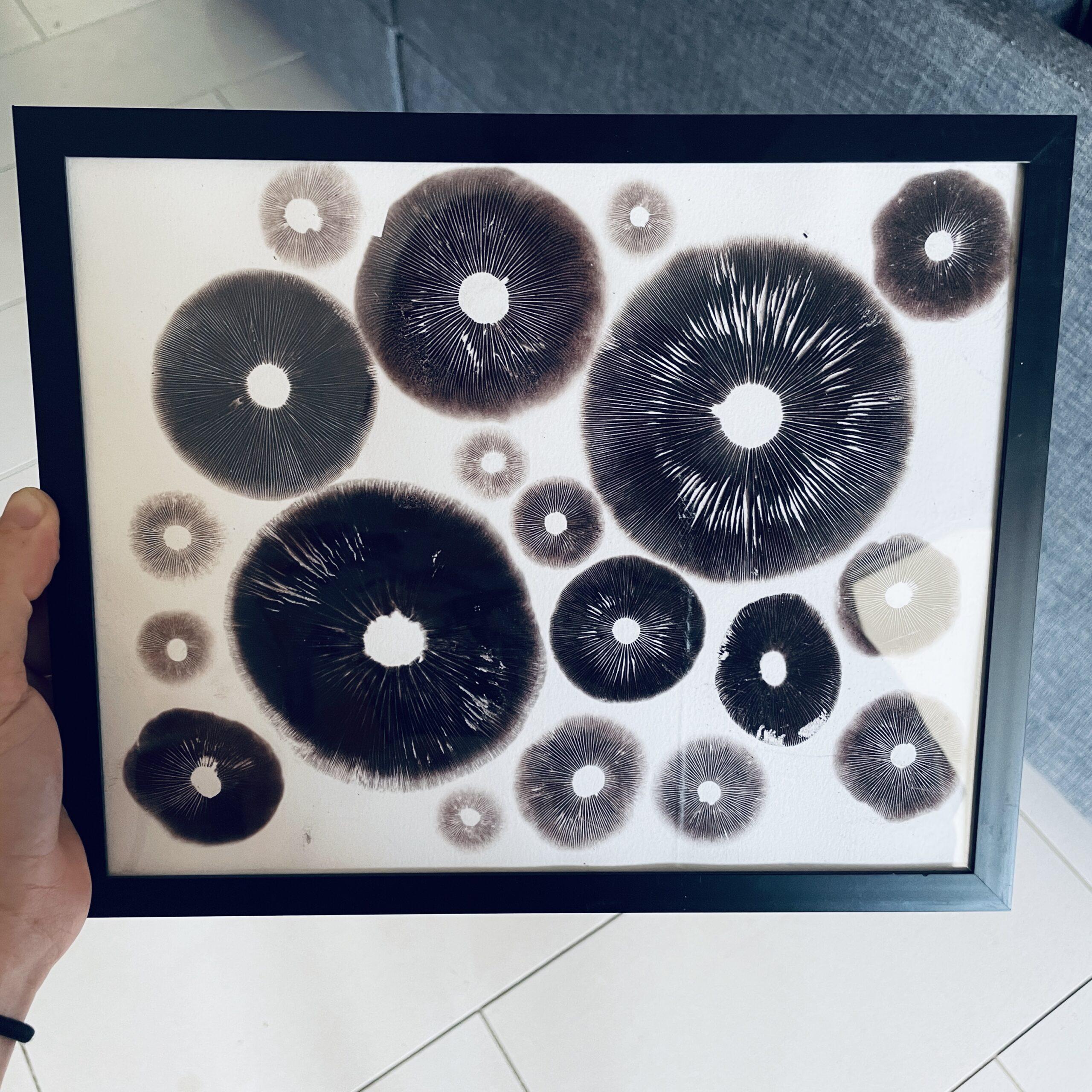 8" x 10" Cubensis Spore Print Art (Framed)