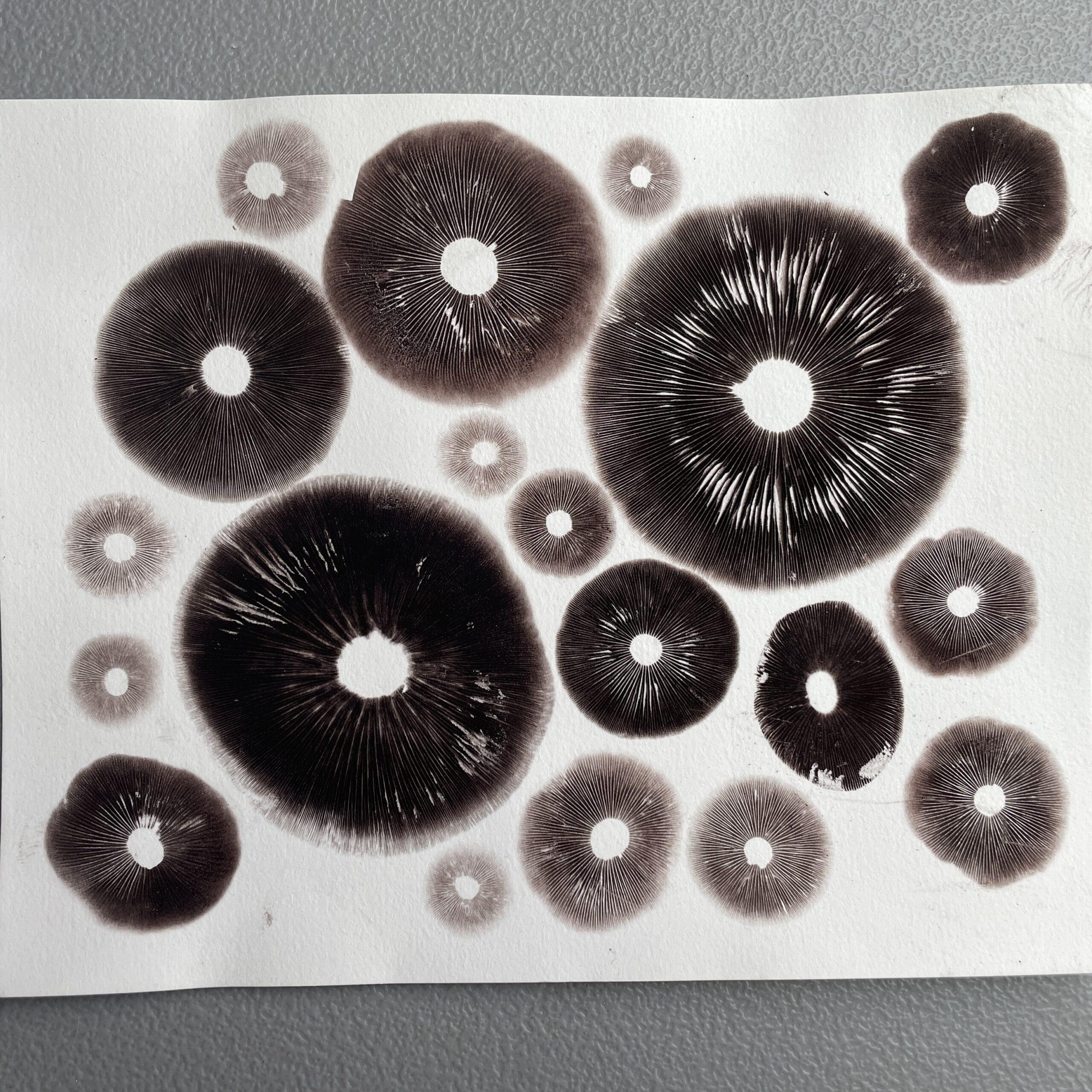 8" x 10" Cubensis Spore Print Art (Unframed)