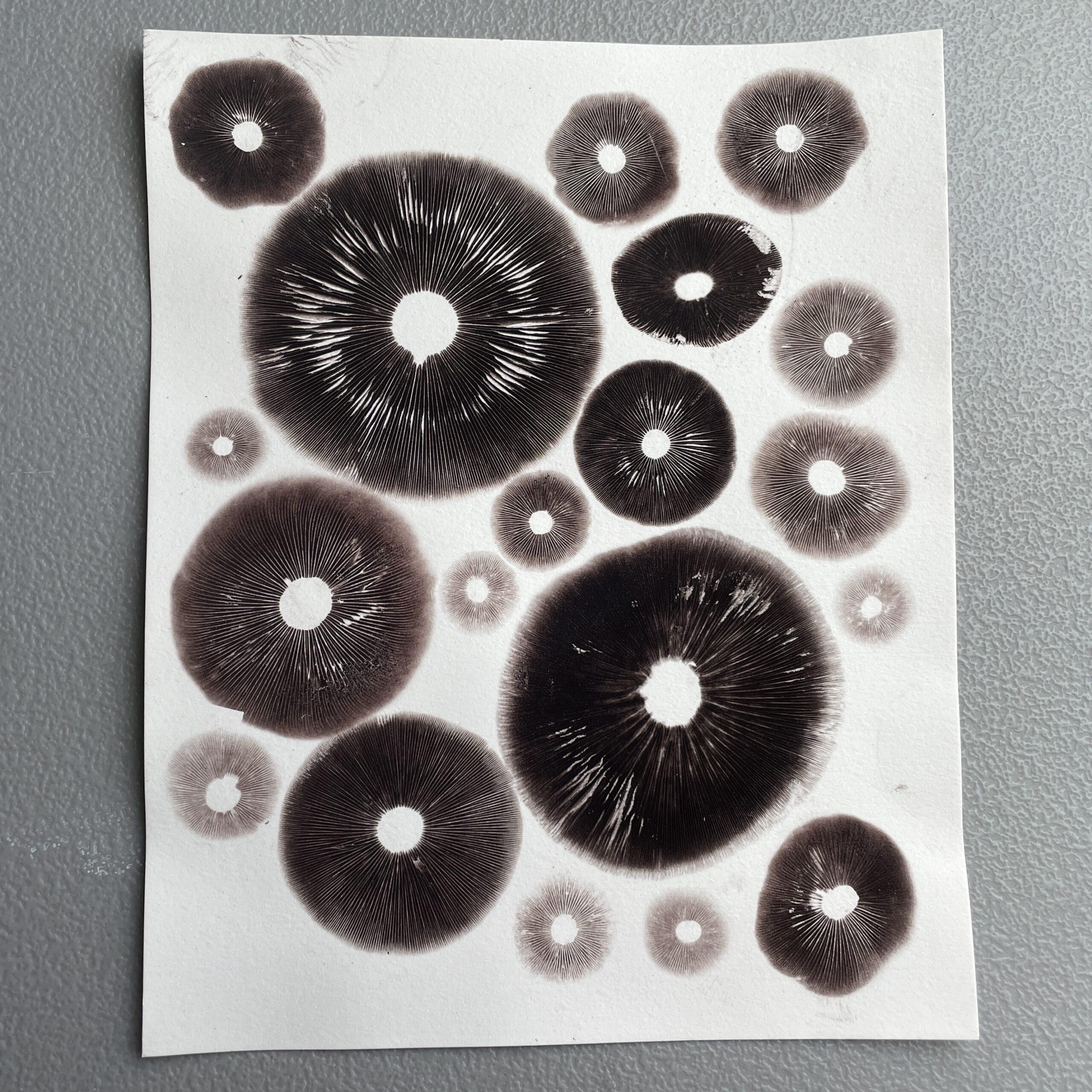 8" x 10" Cubensis Spore Print Art (Unframed)