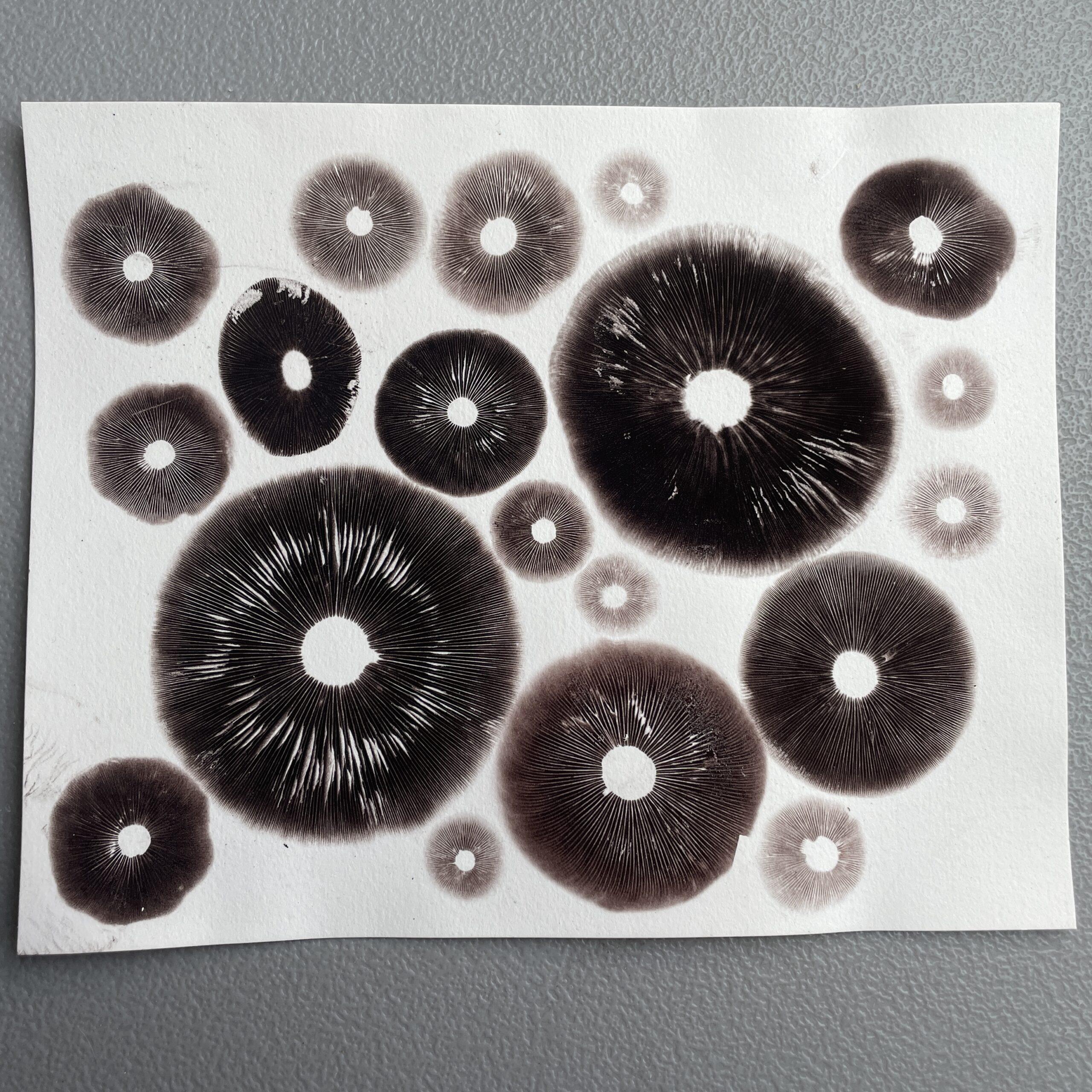 8" x 10" Cubensis Spore Print Art (Unframed)