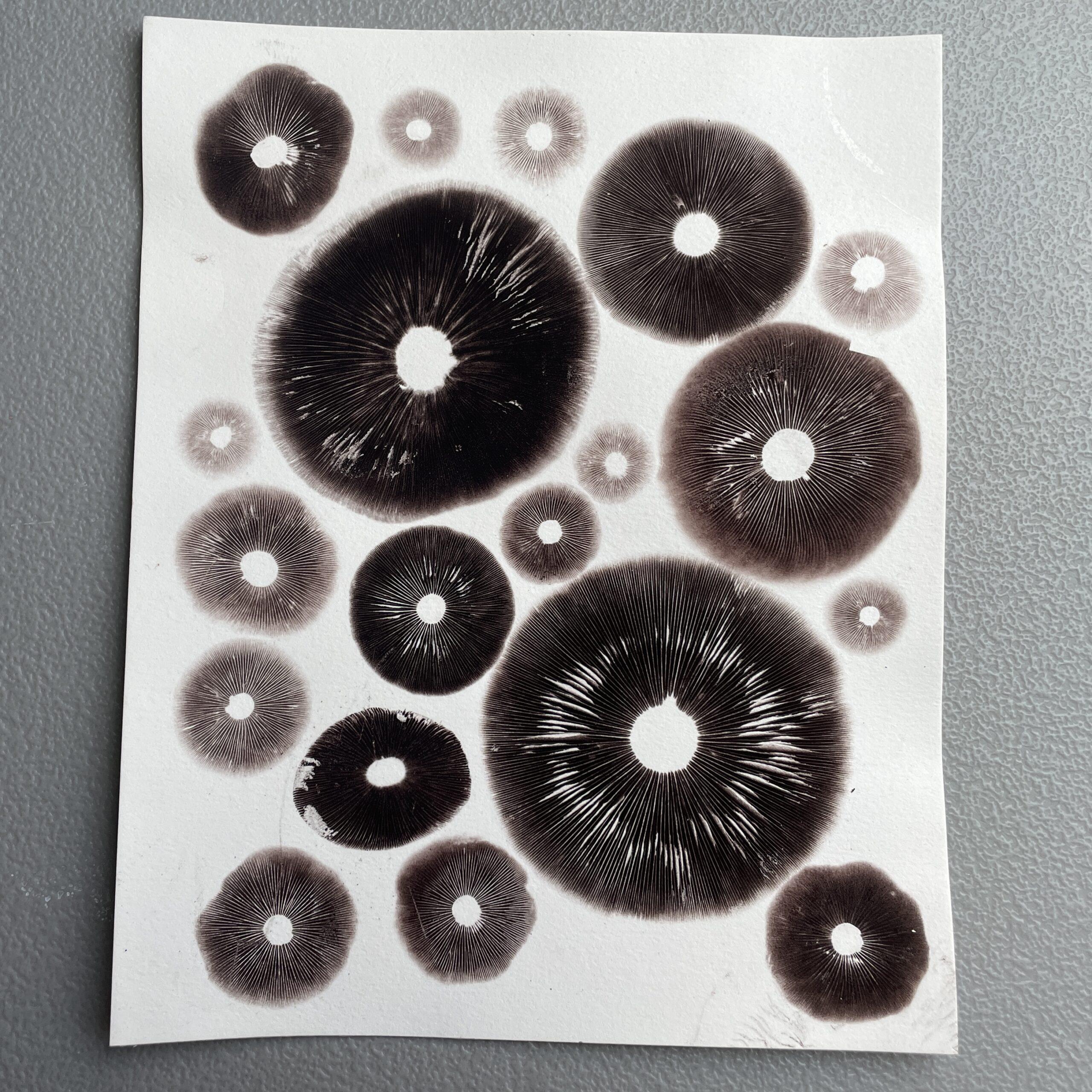 8" x 10" Cubensis Spore Print Art (Unframed)