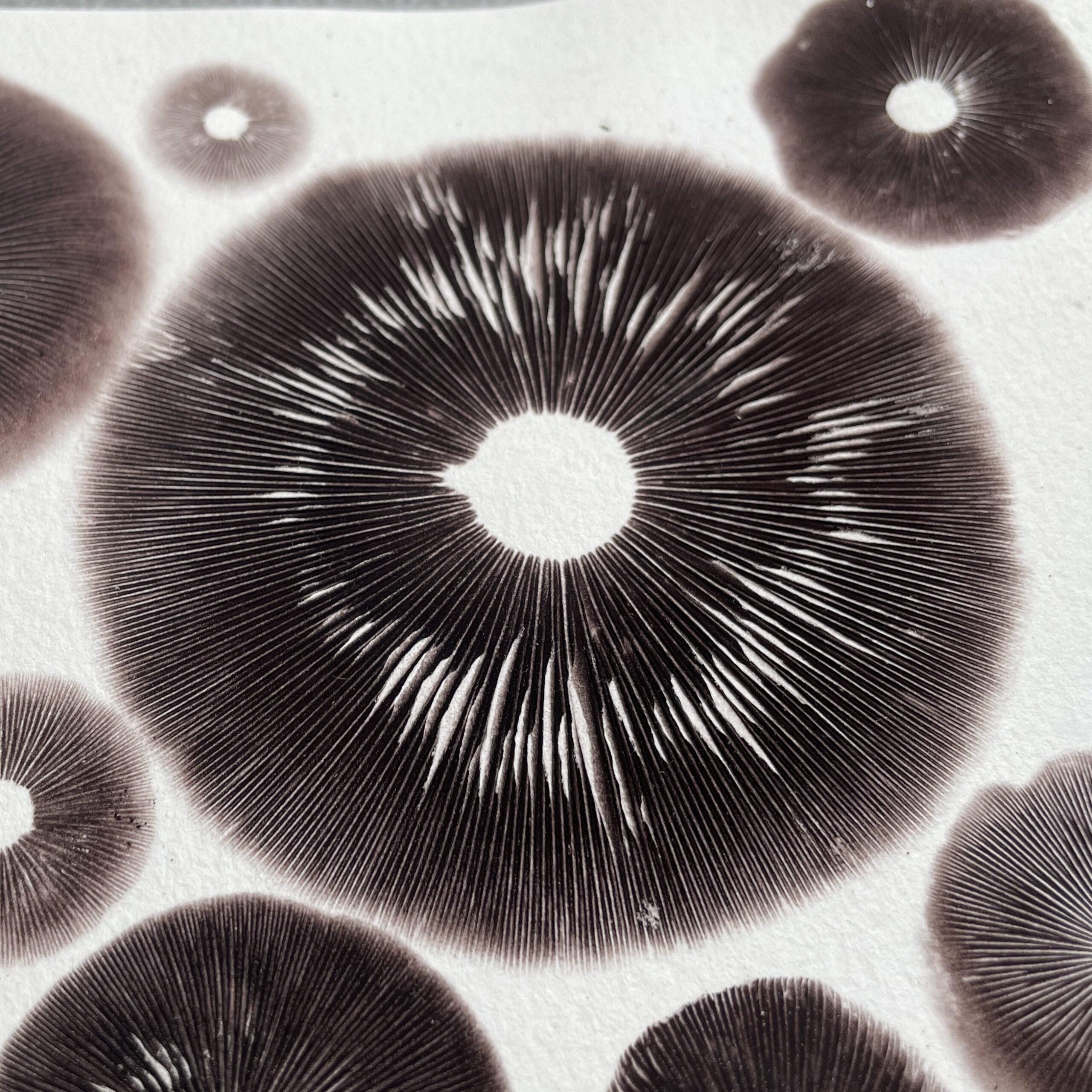 8" x 10" Cubensis Spore Print Art