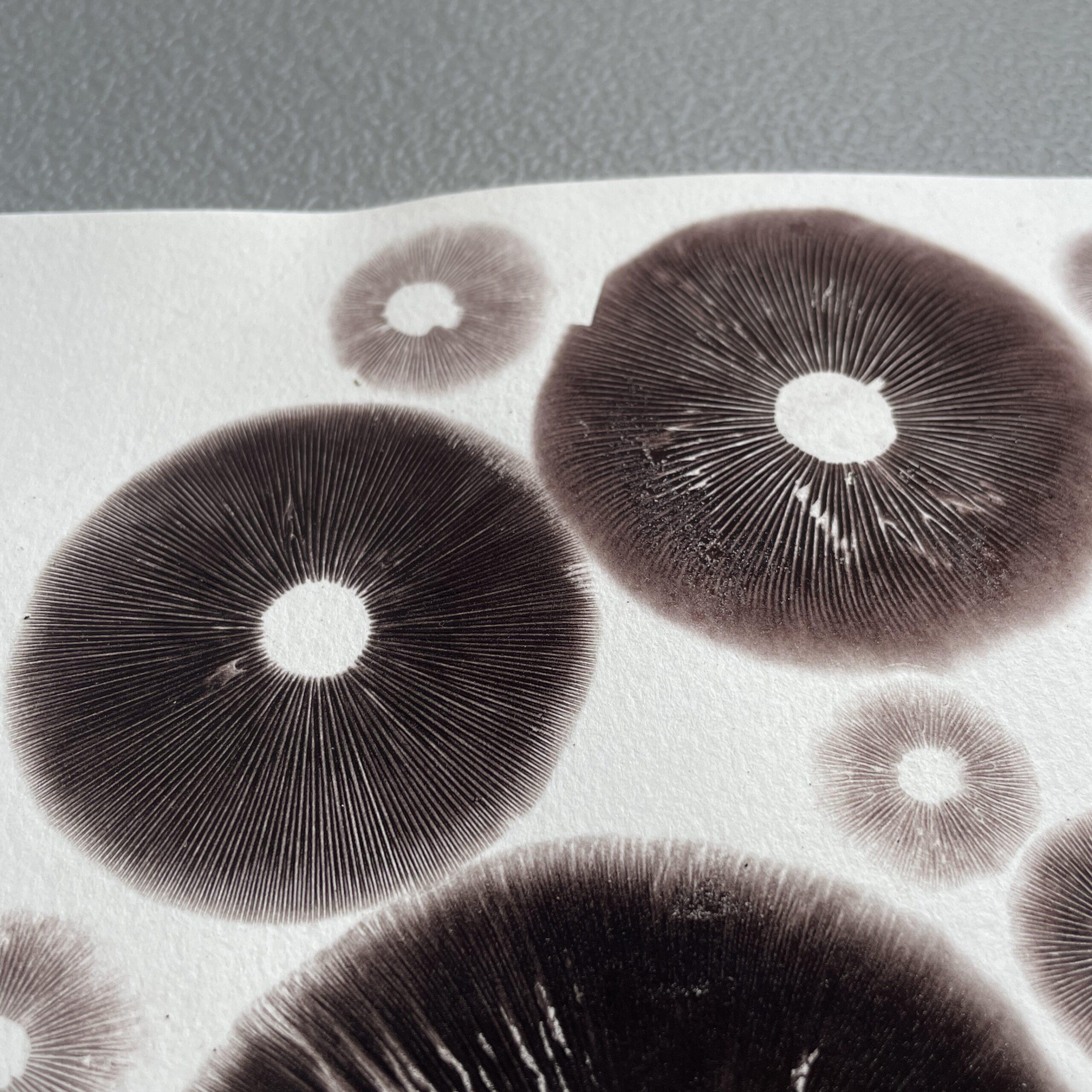 8" x 10" Cubensis Spore Print Art