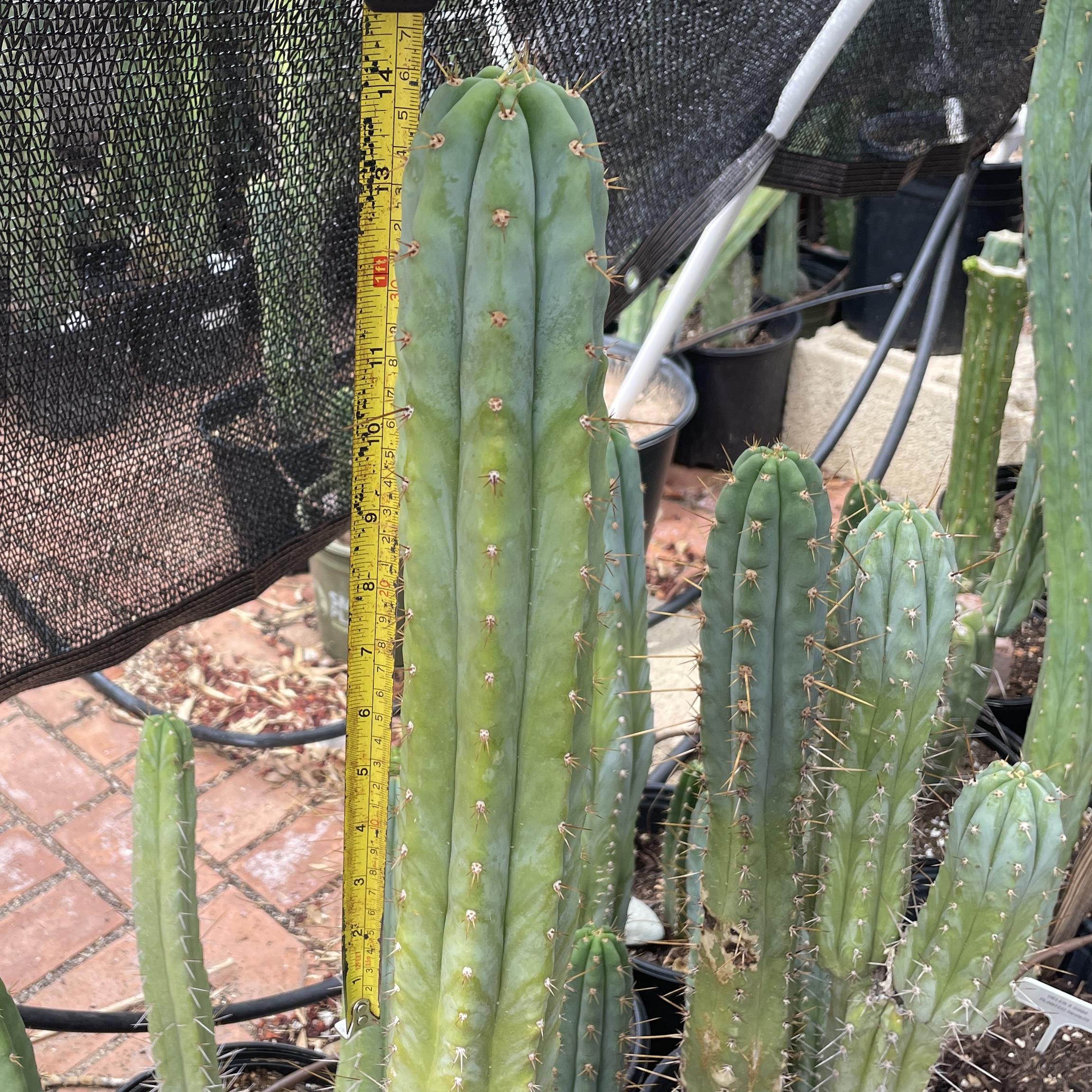 14 inch Macrogonus x Bridgesii "Lumberjack" Cutting