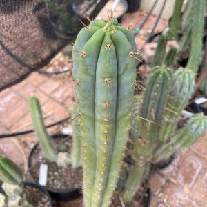 14 inch Macrogonus x Bridgesii "Lumberjack" Cutting