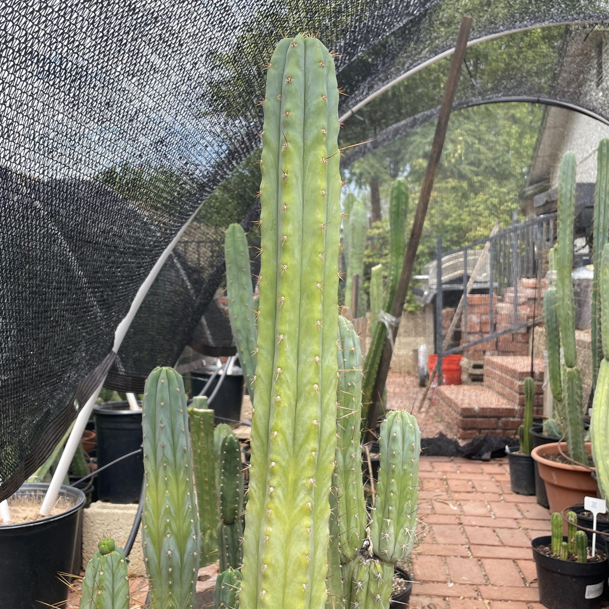14 inch Macrogonus x Bridgesii "Lumberjack" Cutting