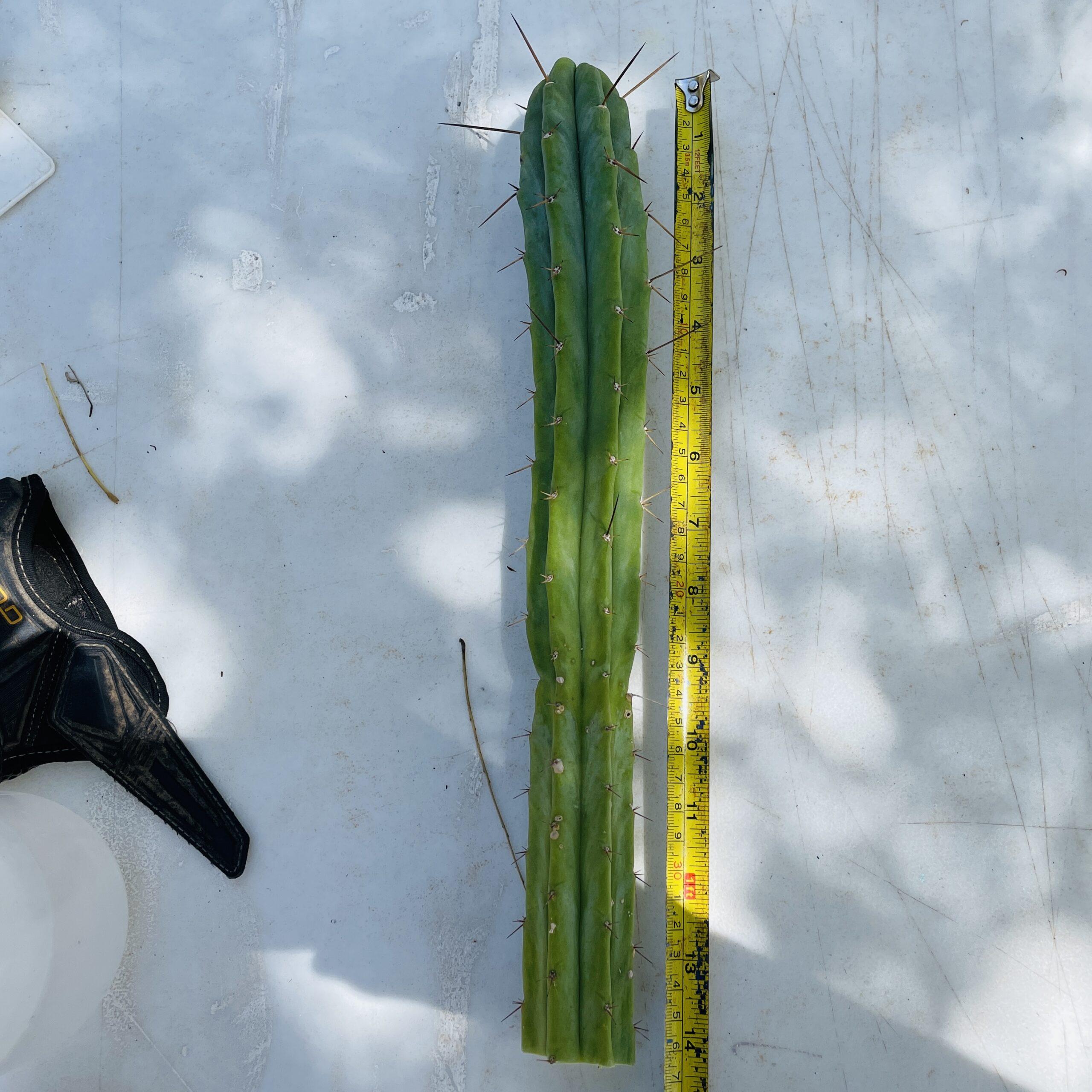 14 inch T. Bridgesii "Medicine Man x Big Bertha" Cutting