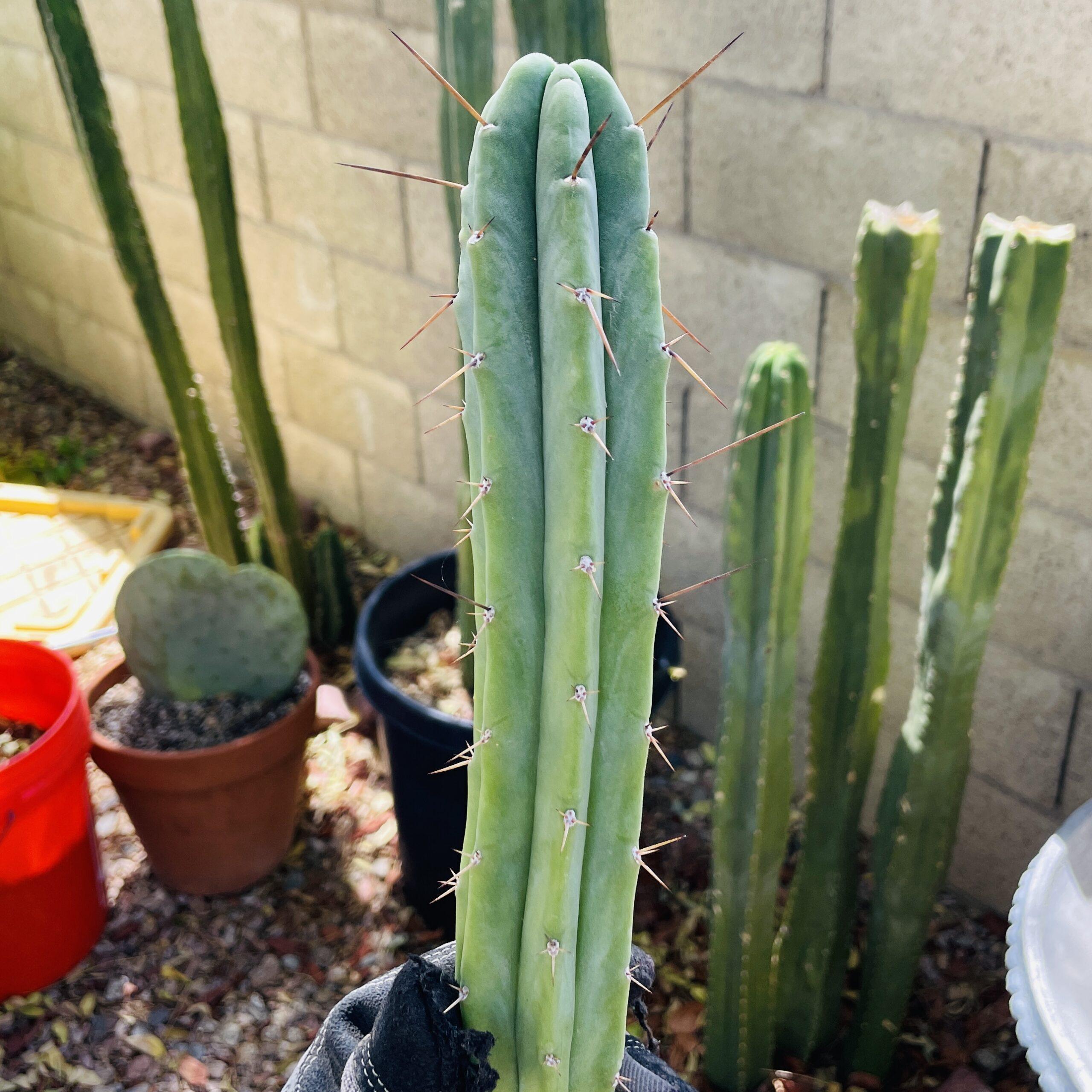 14 inch T. Bridgesii "Medicine Man x Big Bertha" Cutting