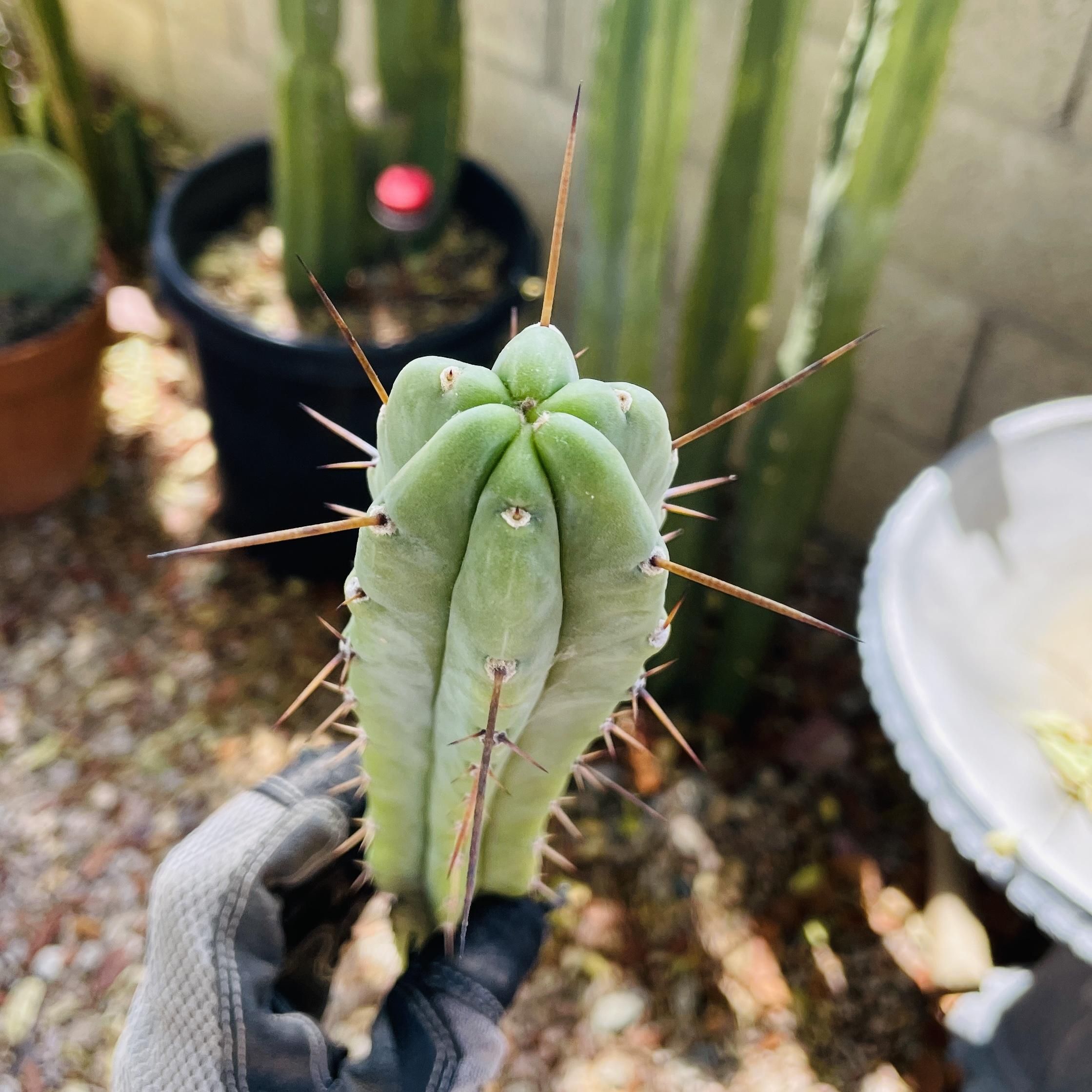 14 inch T. Bridgesii "Medicine Man x Big Bertha" Cutting