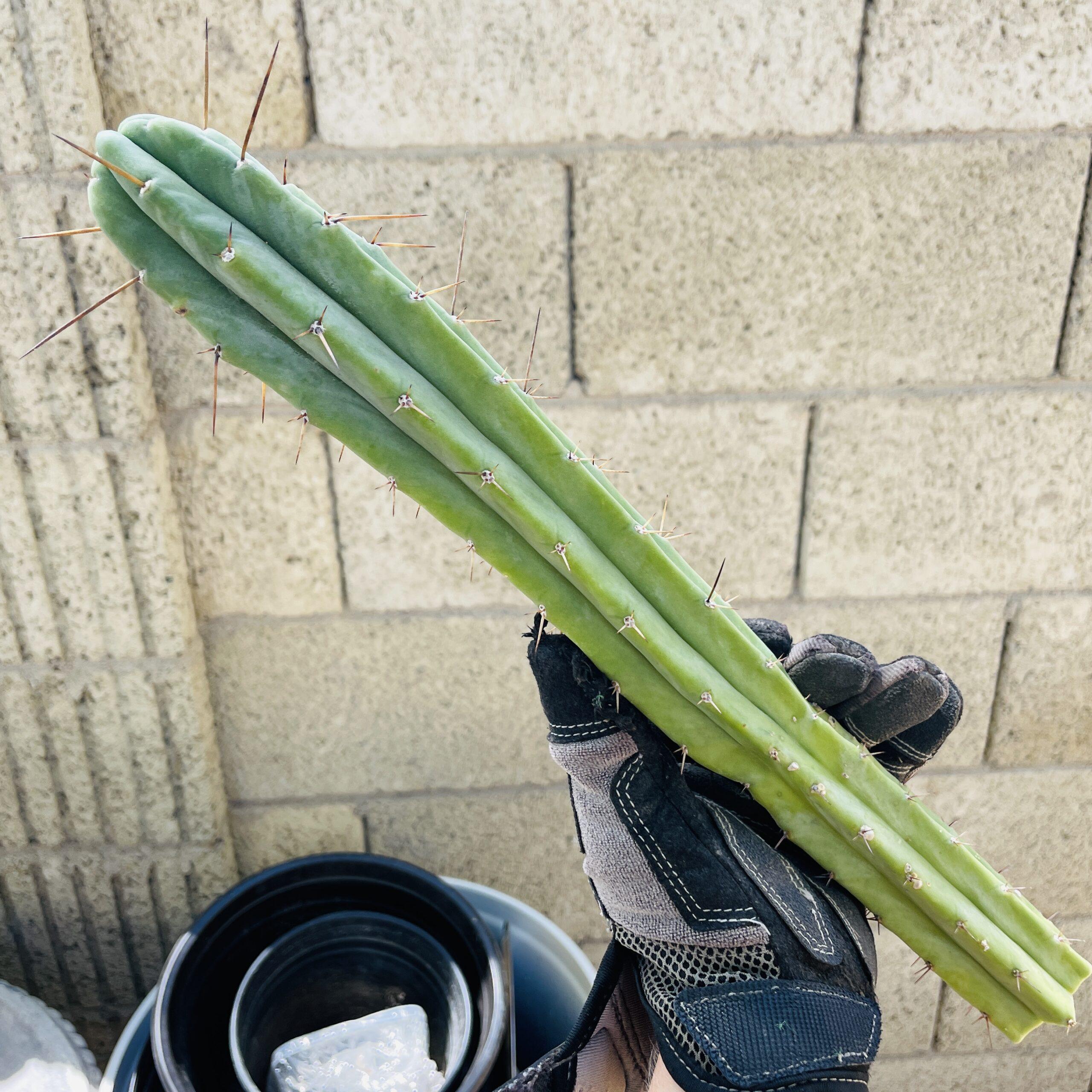 14 inch T. Bridgesii "Medicine Man x Big Bertha" Cutting