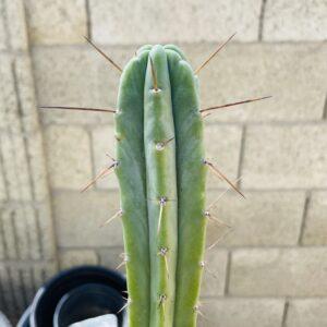 14 inch T. Bridgesii "Medicine Man x Big Bertha" Cutting