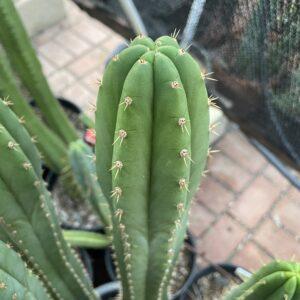 16 inch San Pedro "Nuestra Bonita" Cutting