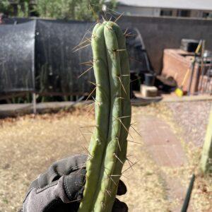 16 inch T. Bridgesii "Bolivian Torch" cutting
