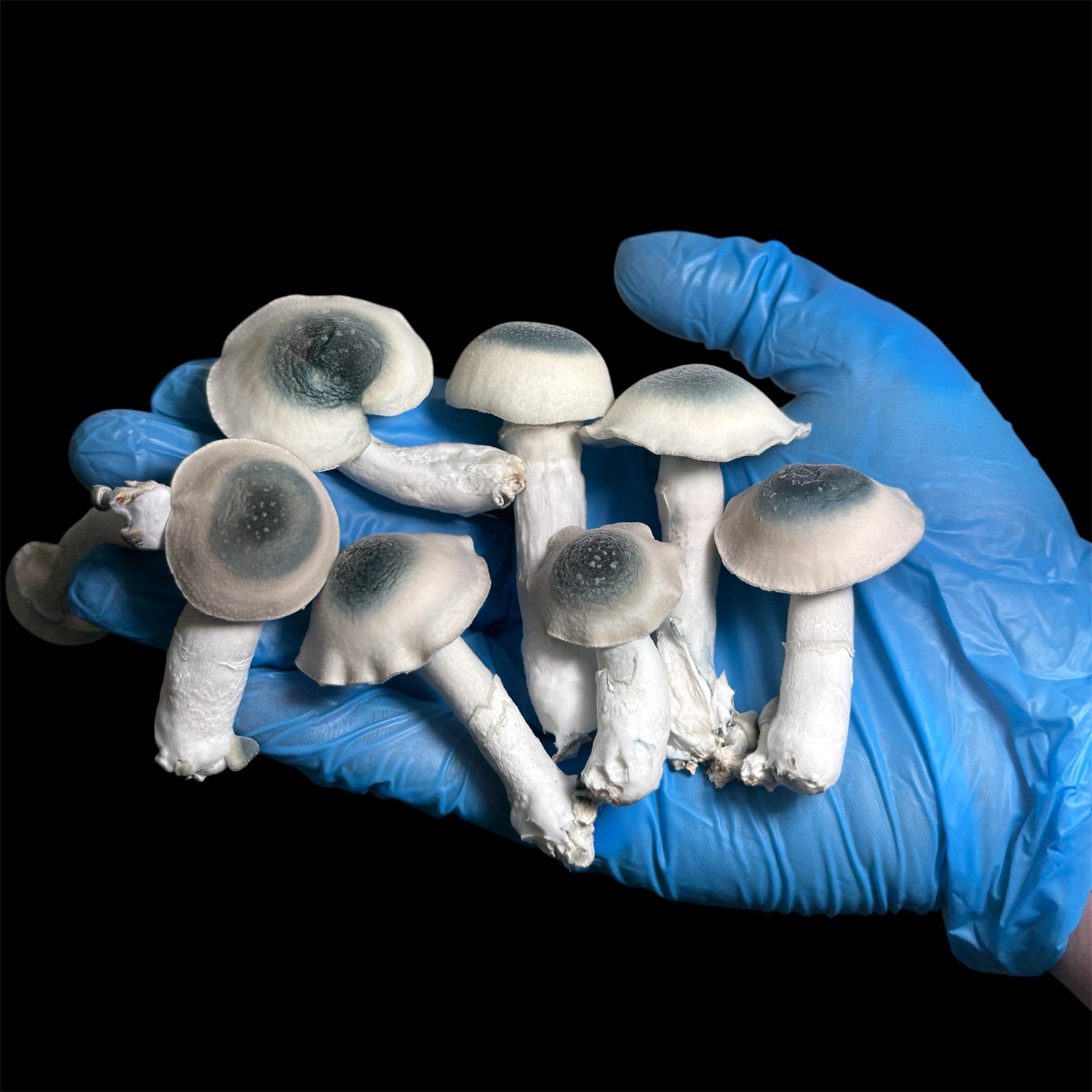 B-Xtra (Albino B+ Isolate)