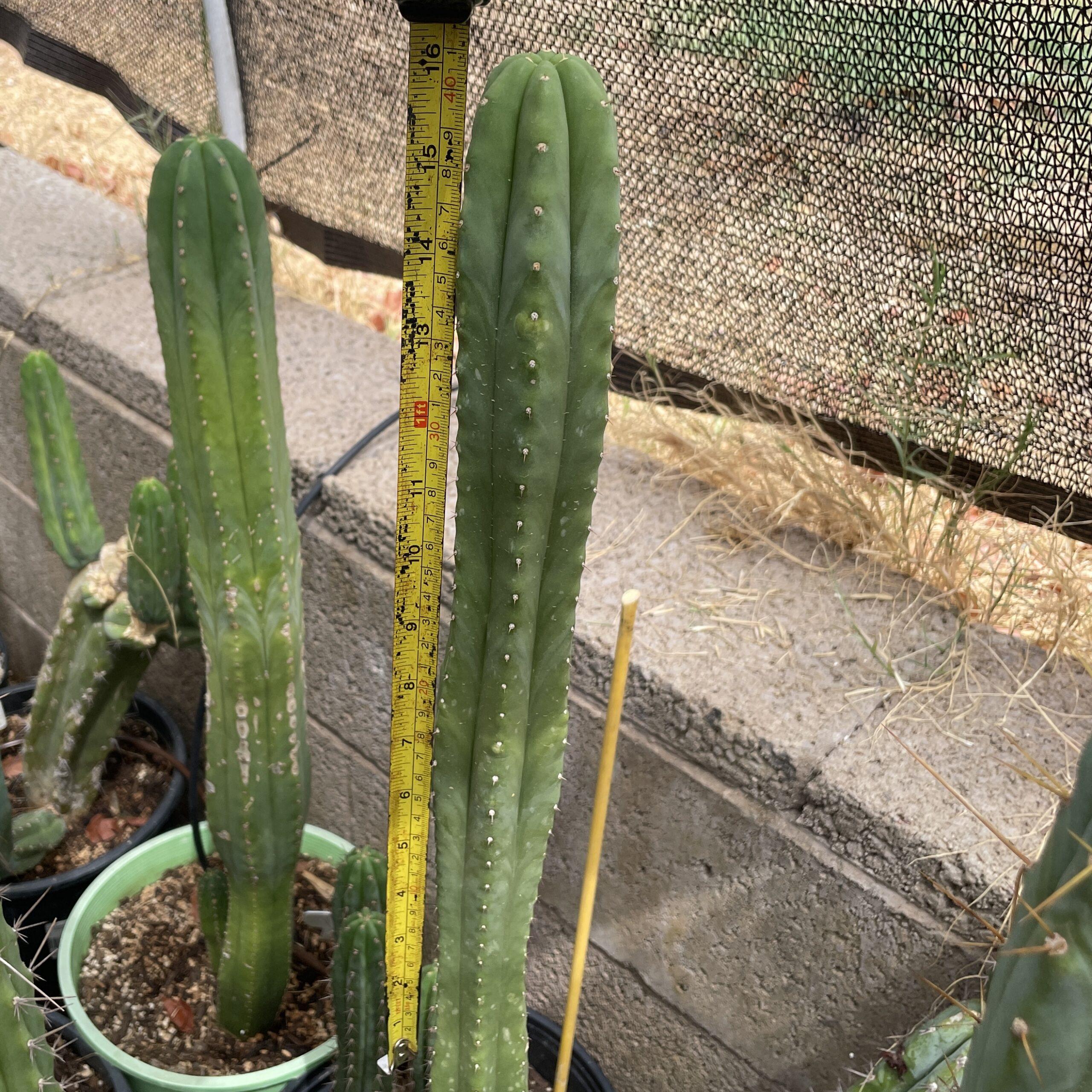 16 inch T. Scopulicola "Super Pedro" Cutting