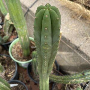 16 inch T. Scopulicola "Super Pedro" Cutting