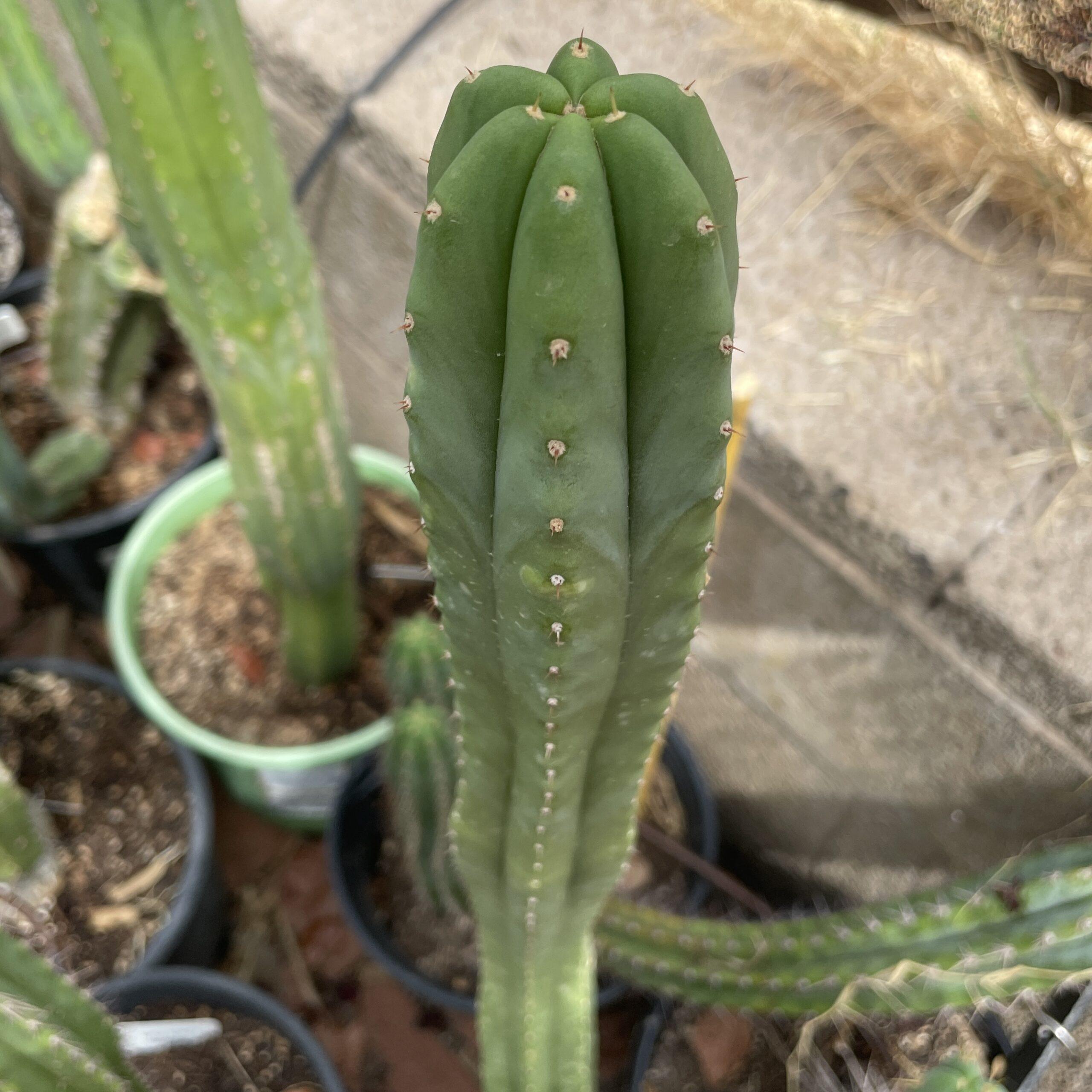 16 inch T. Scopulicola "Super Pedro" Cutting
