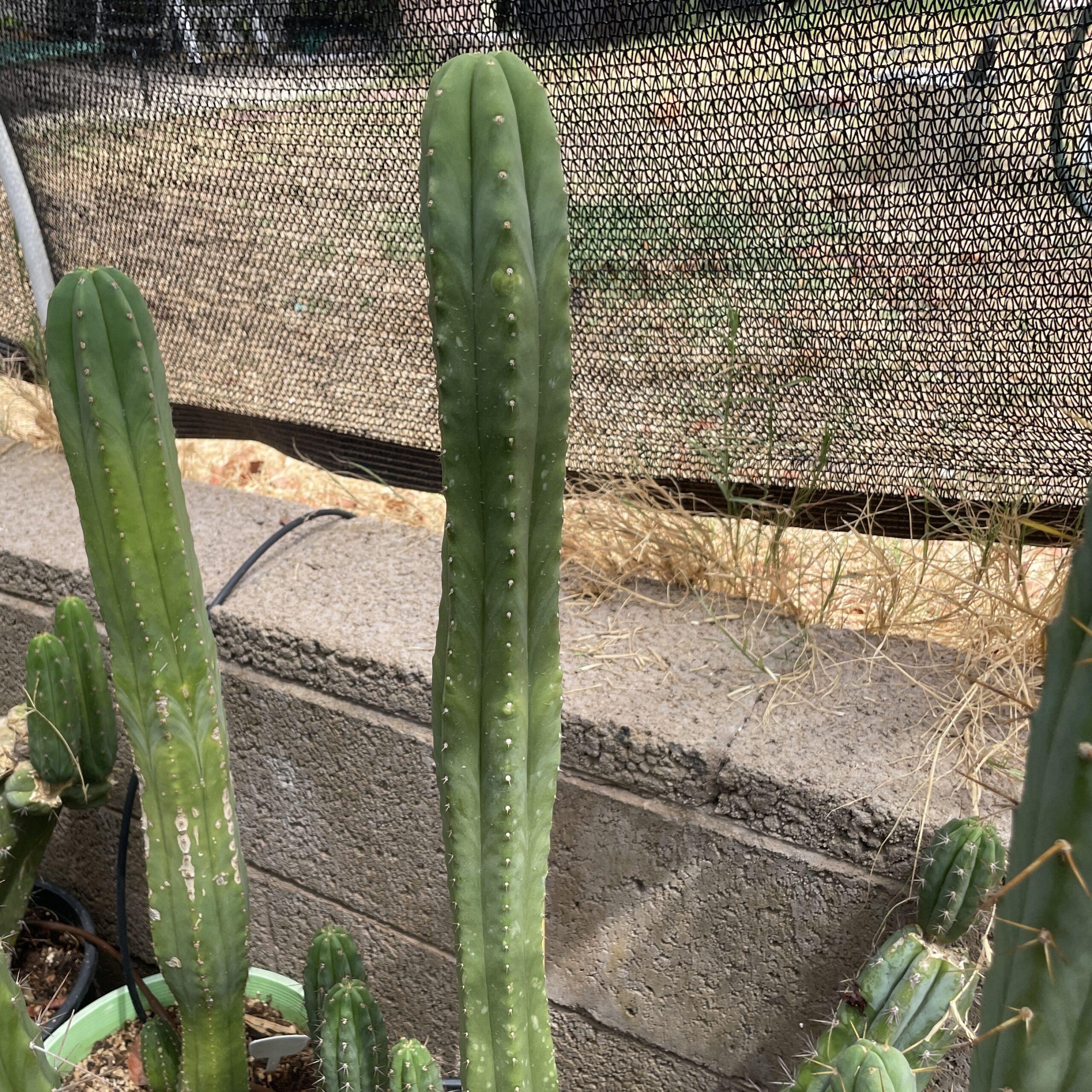 16 inch T. Scopulicola "Super Pedro" Cutting