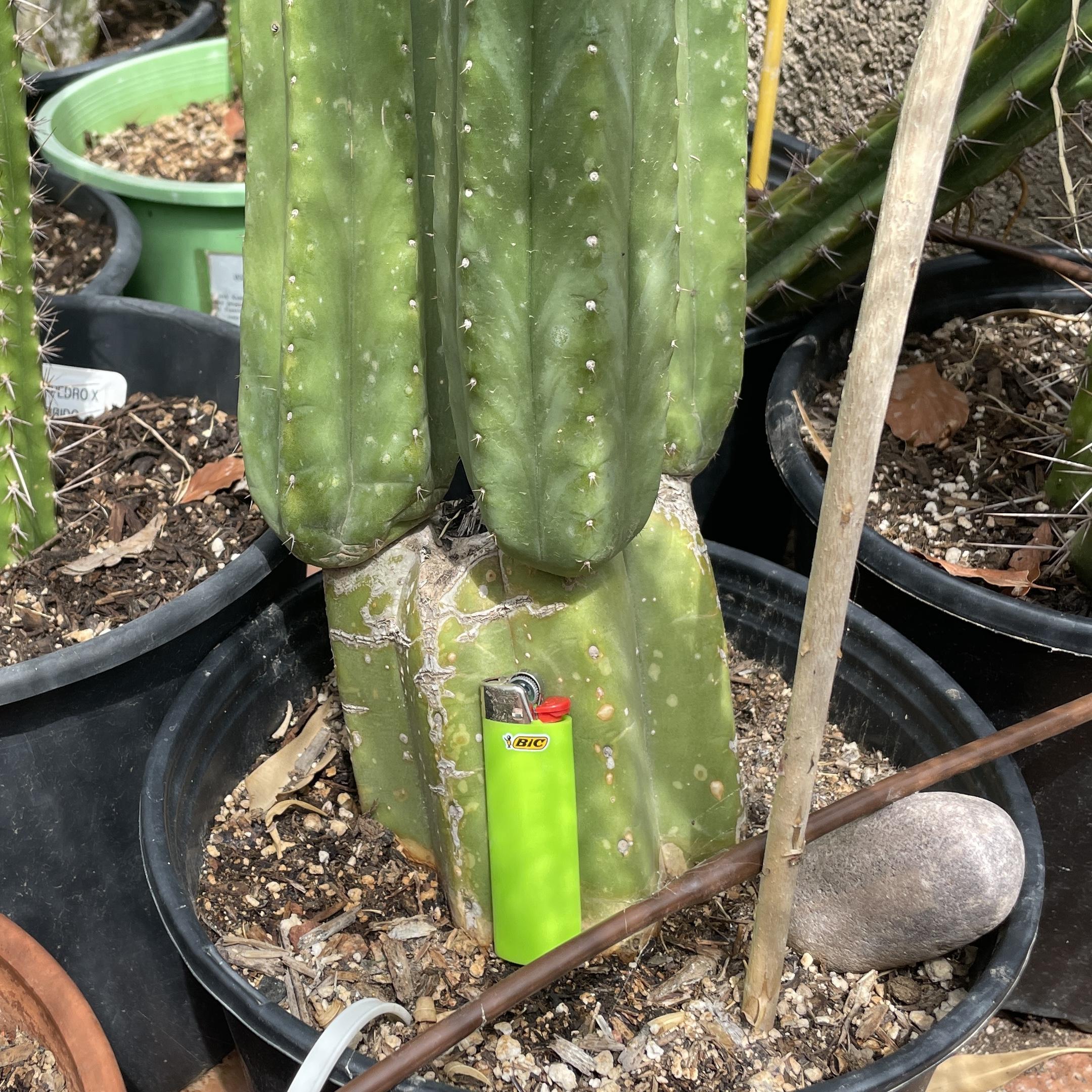 16 inch T. Scopulicola "Super Pedro" Cutting
