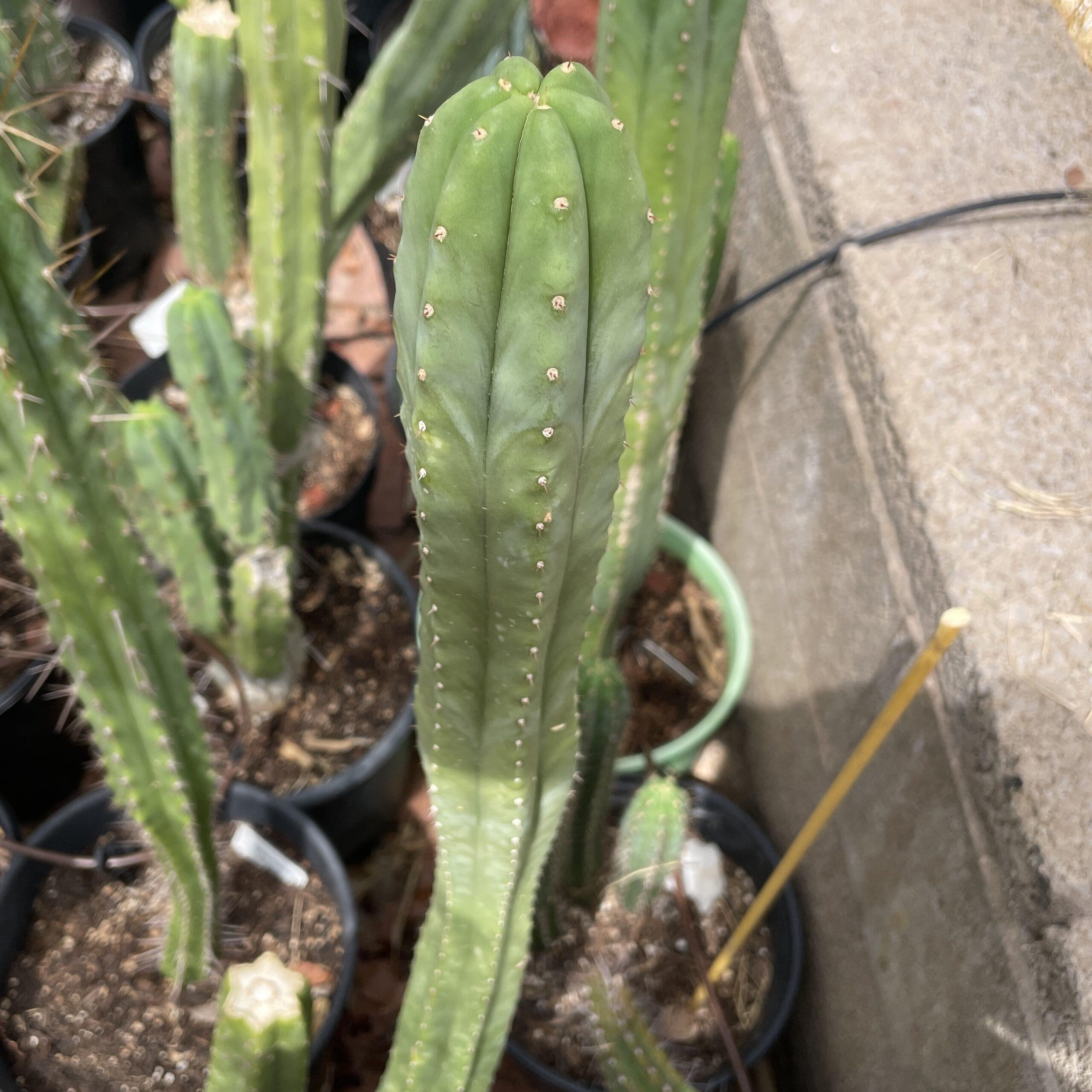 16 inch T. Scopulicola "Super Pedro" Cutting