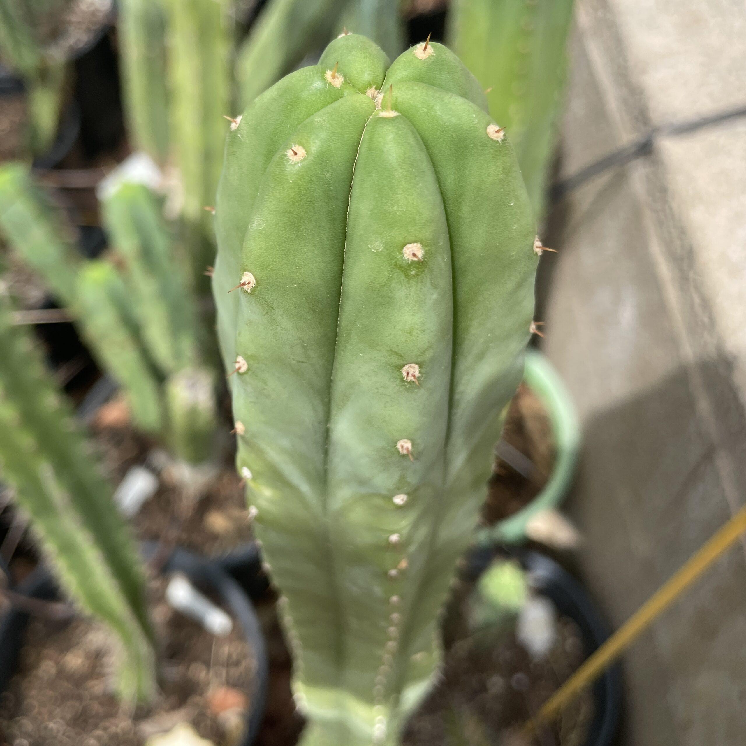 16 inch T. Scopulicola "Super Pedro" Cutting
