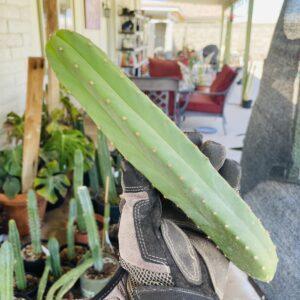 10 inch T. Scopulicola "Tucson Fat" Cutting