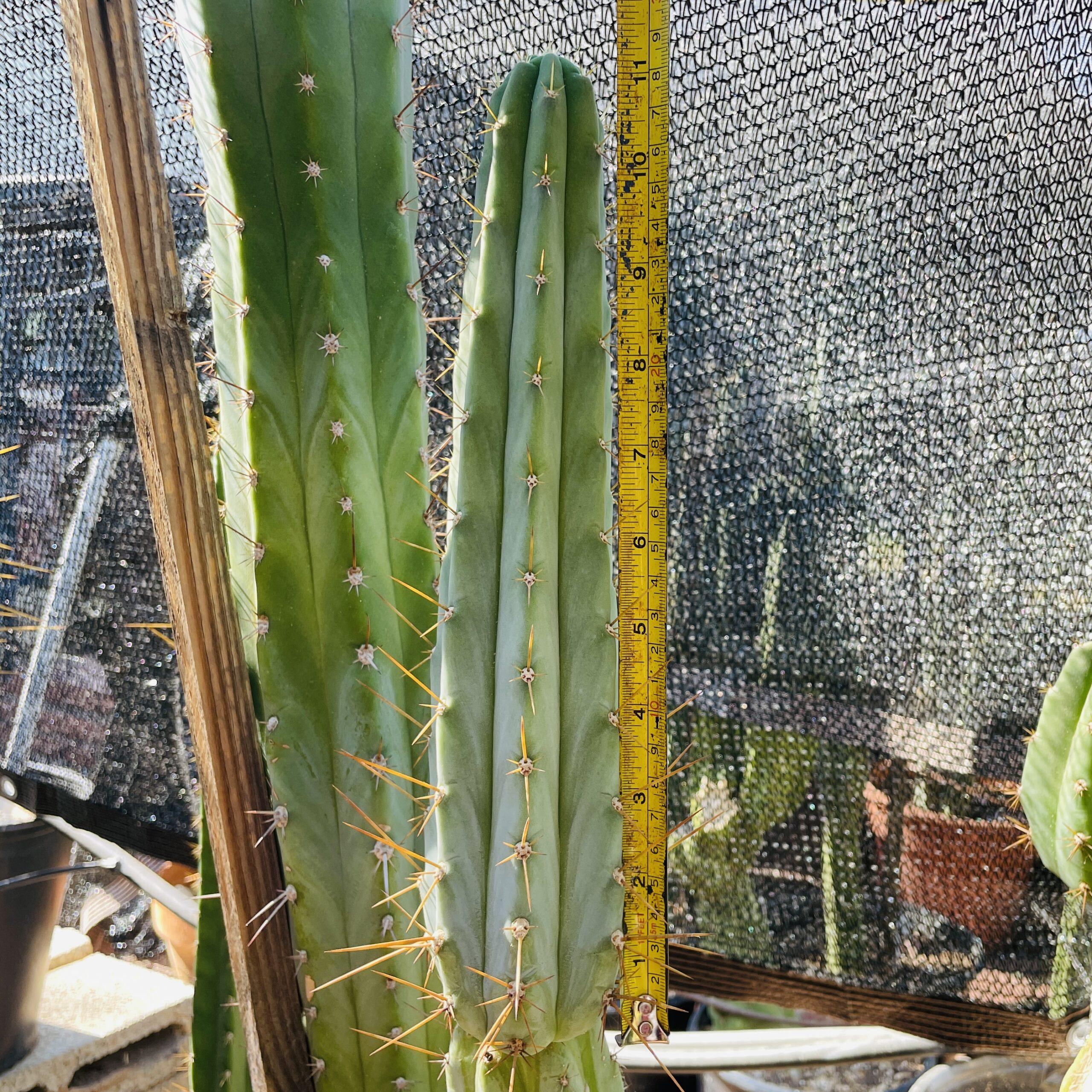 11 inch T. Peruvianus "Peruvian Torch" Cutting