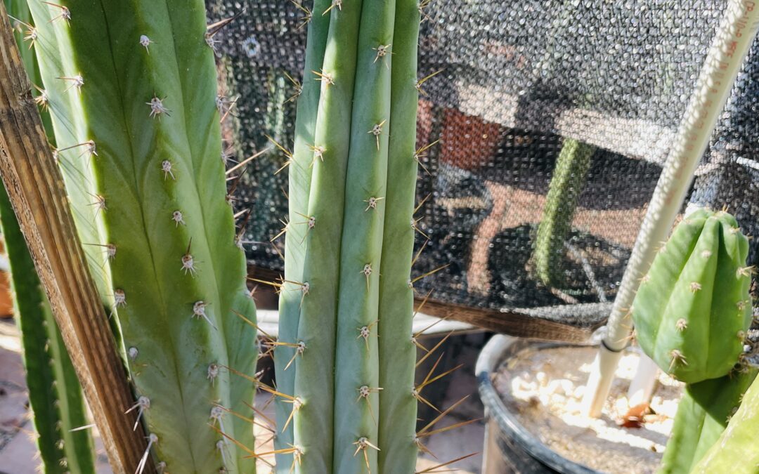 11in T. Peruvianus “Peruvian Torch” Cutting