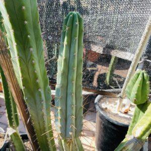 11 inch T. Peruvianus "Peruvian Torch" Cutting