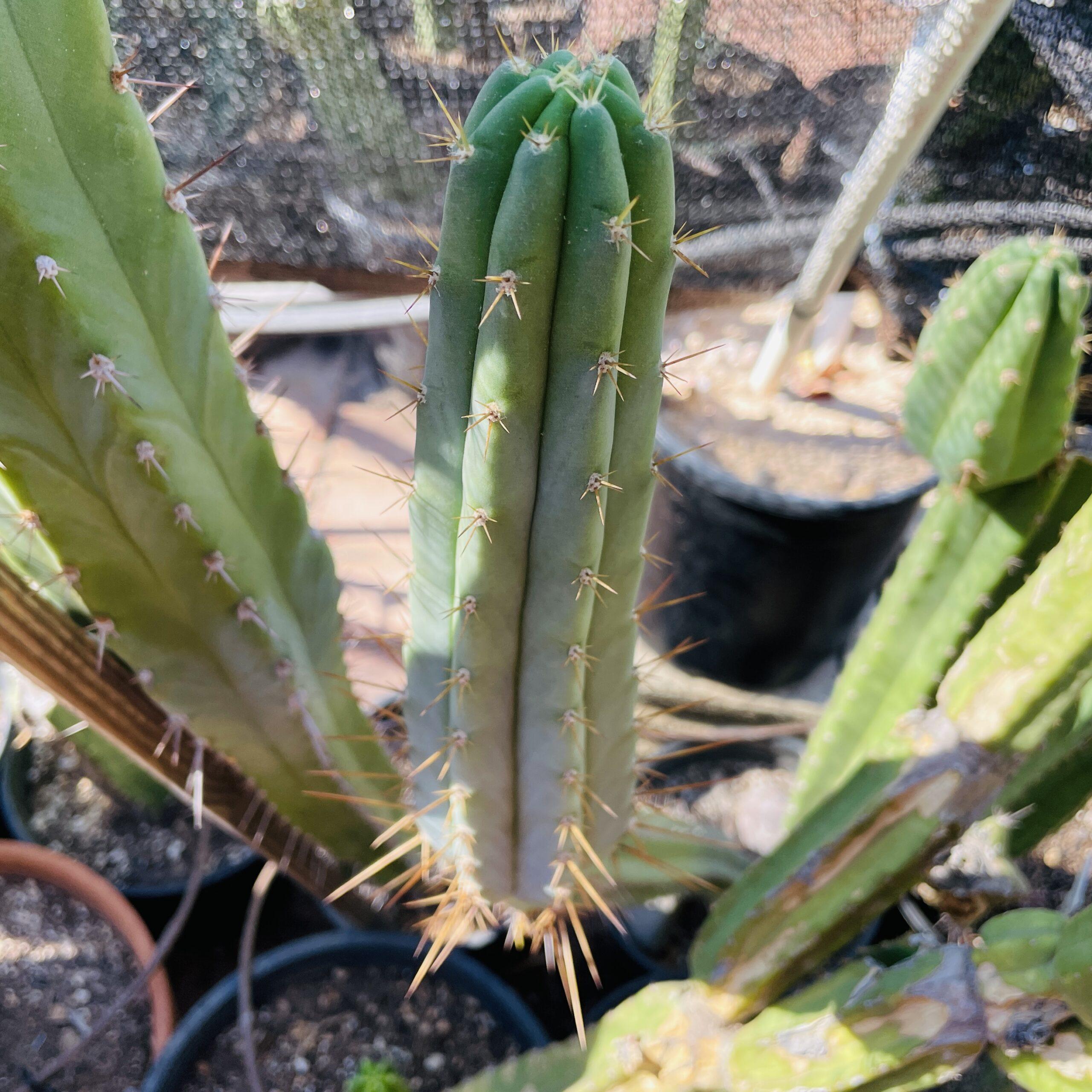 11 inch T. Peruvianus "Peruvian Torch" Cutting