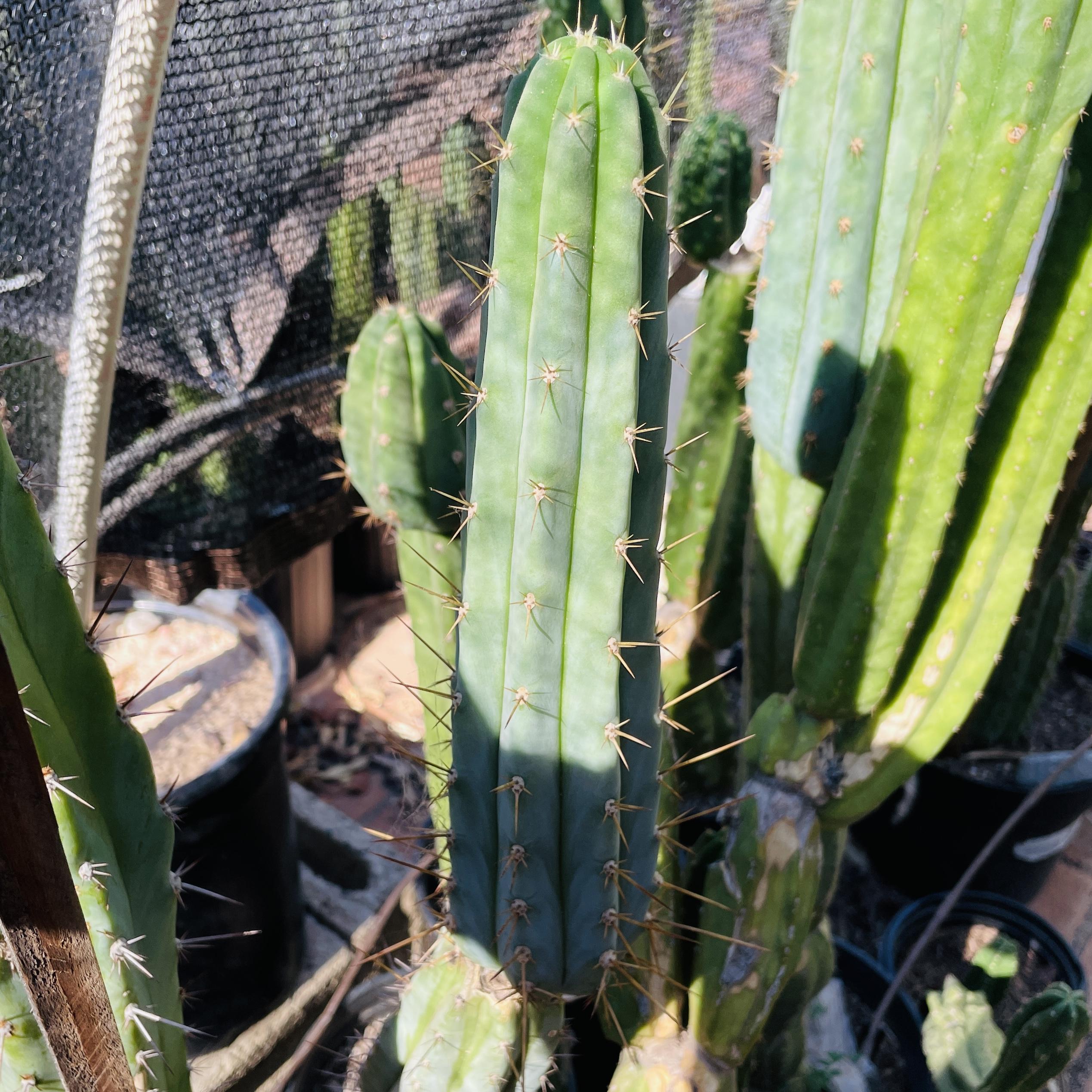 11 inch T. Peruvianus "Peruvian Torch" Cutting