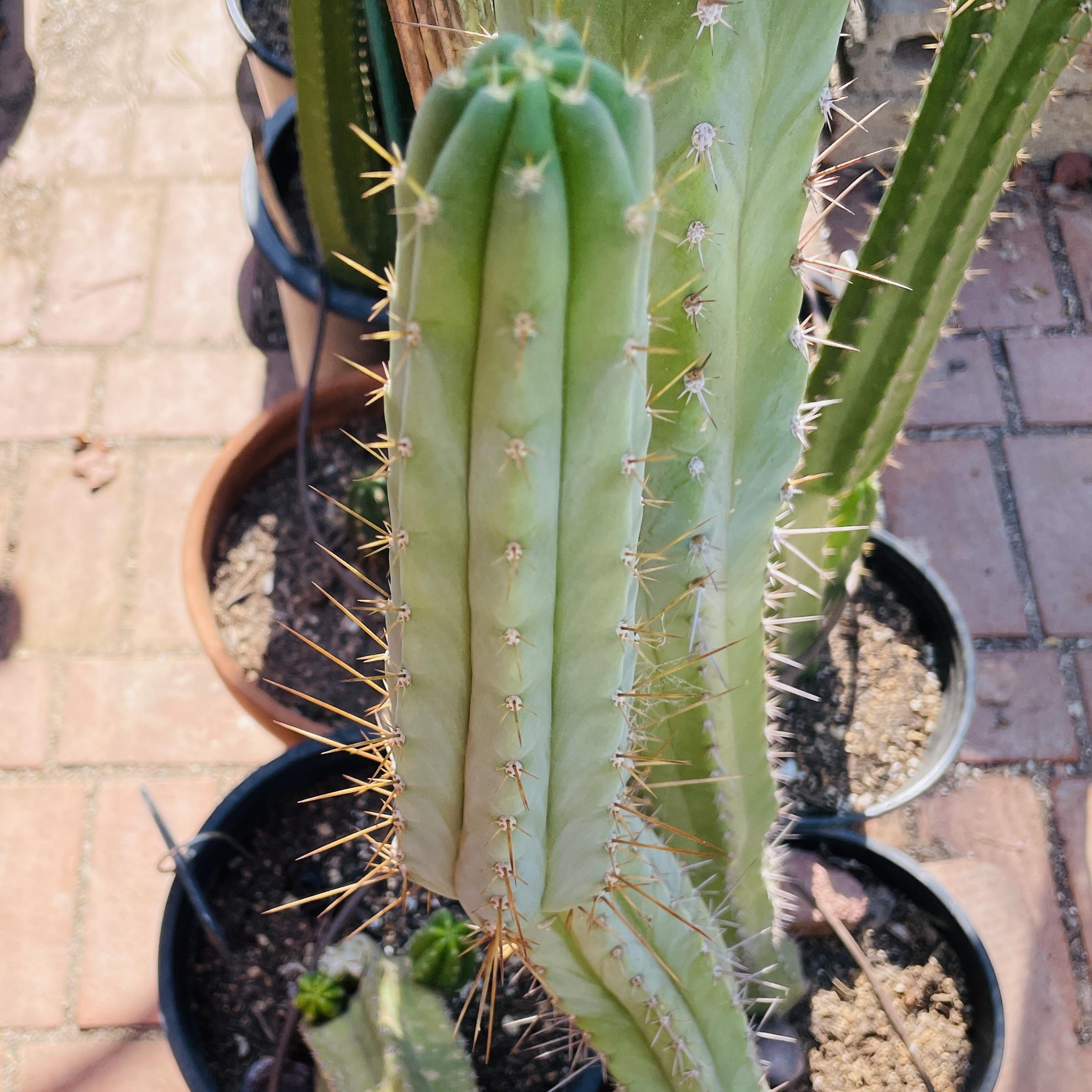 11 inch T. Peruvianus "Peruvian Torch" Cutting