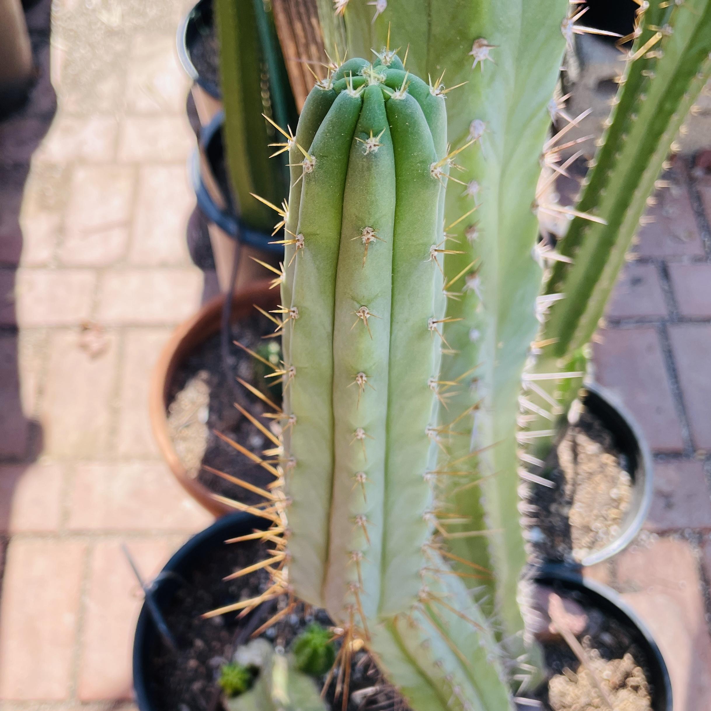 11 inch T. Peruvianus "Peruvian Torch" Cutting