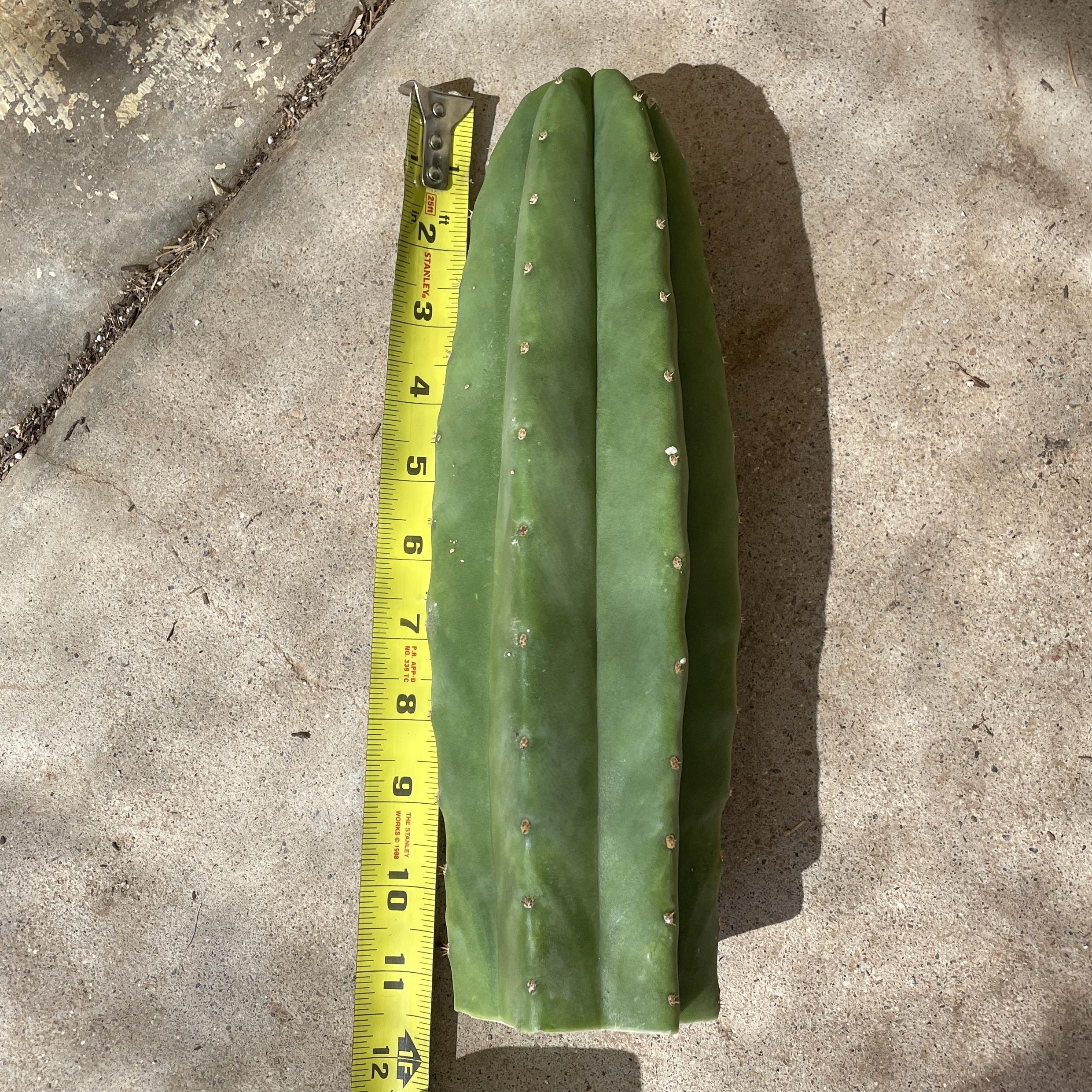 11 inch T. Scopulicola "Tucson Fat" Cutting