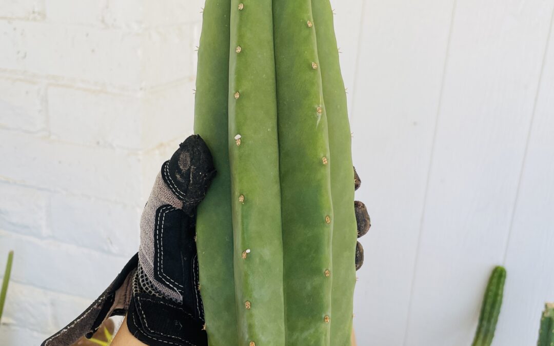 11in T. Scopulicola “Tuscon Fat” Cutting