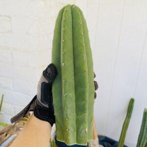11 inch T. Scopulicola "Tucson Fat" Cutting