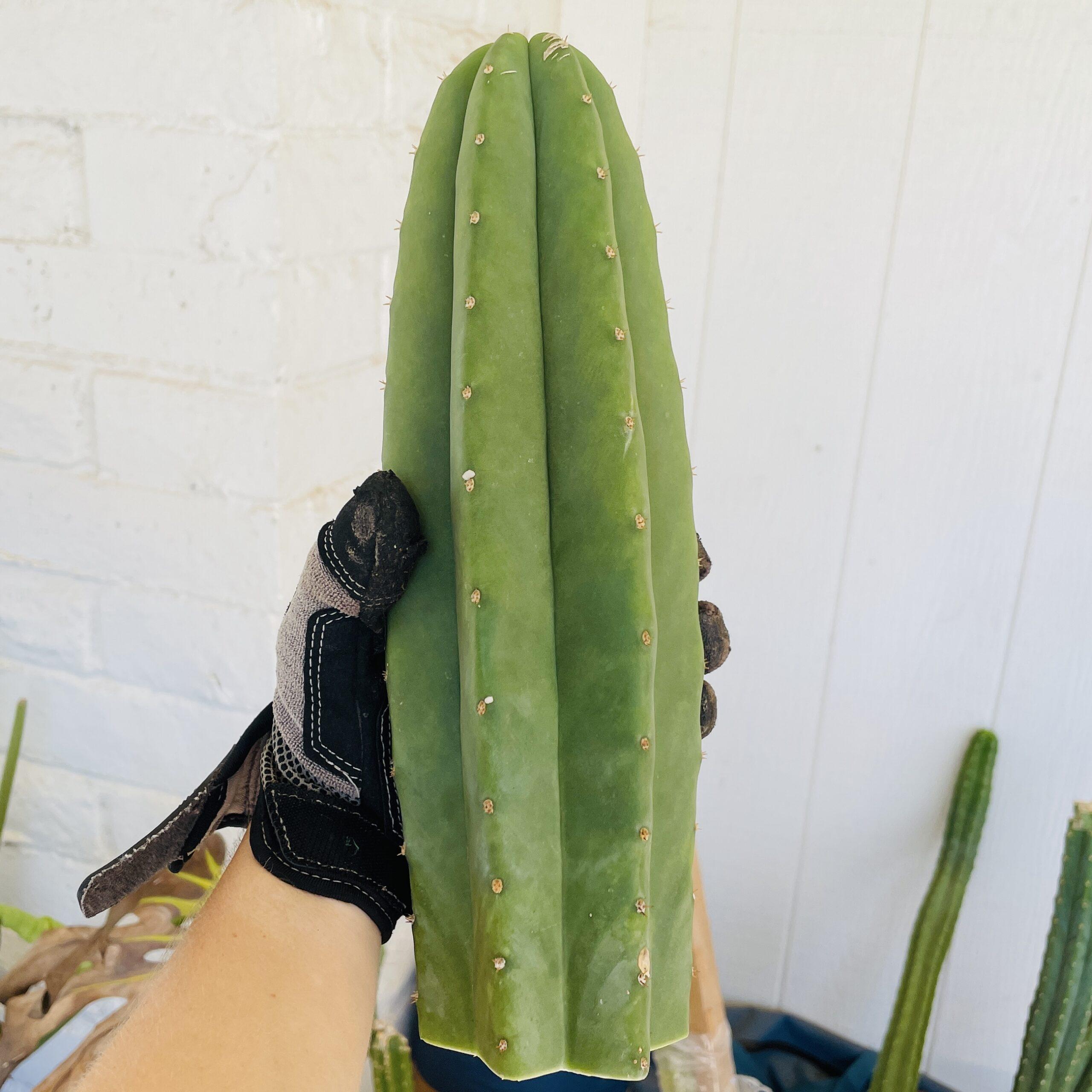11 inch T. Scopulicola "Tucson Fat" Cutting