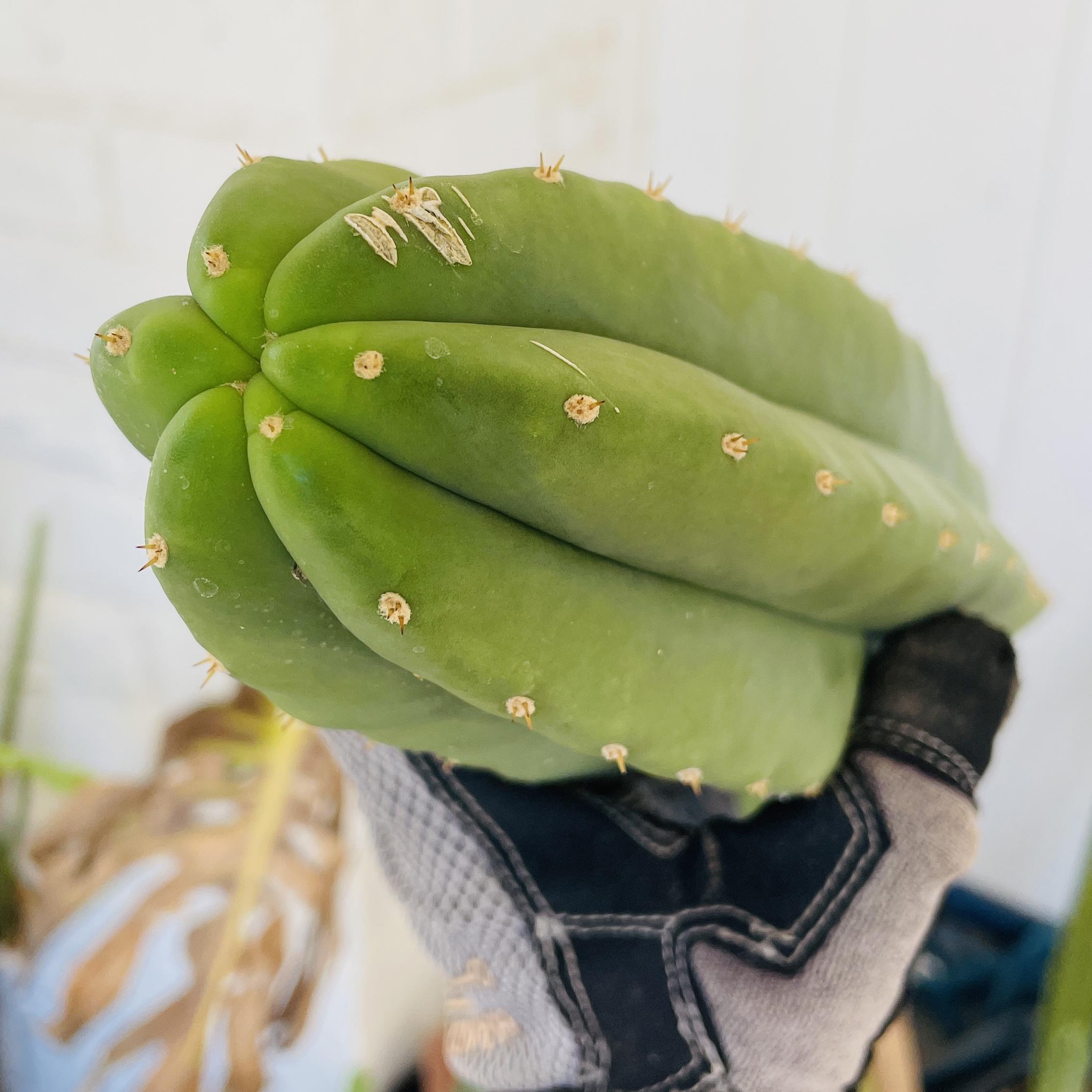 11 inch T. Scopulicola "Tucson Fat" Cutting