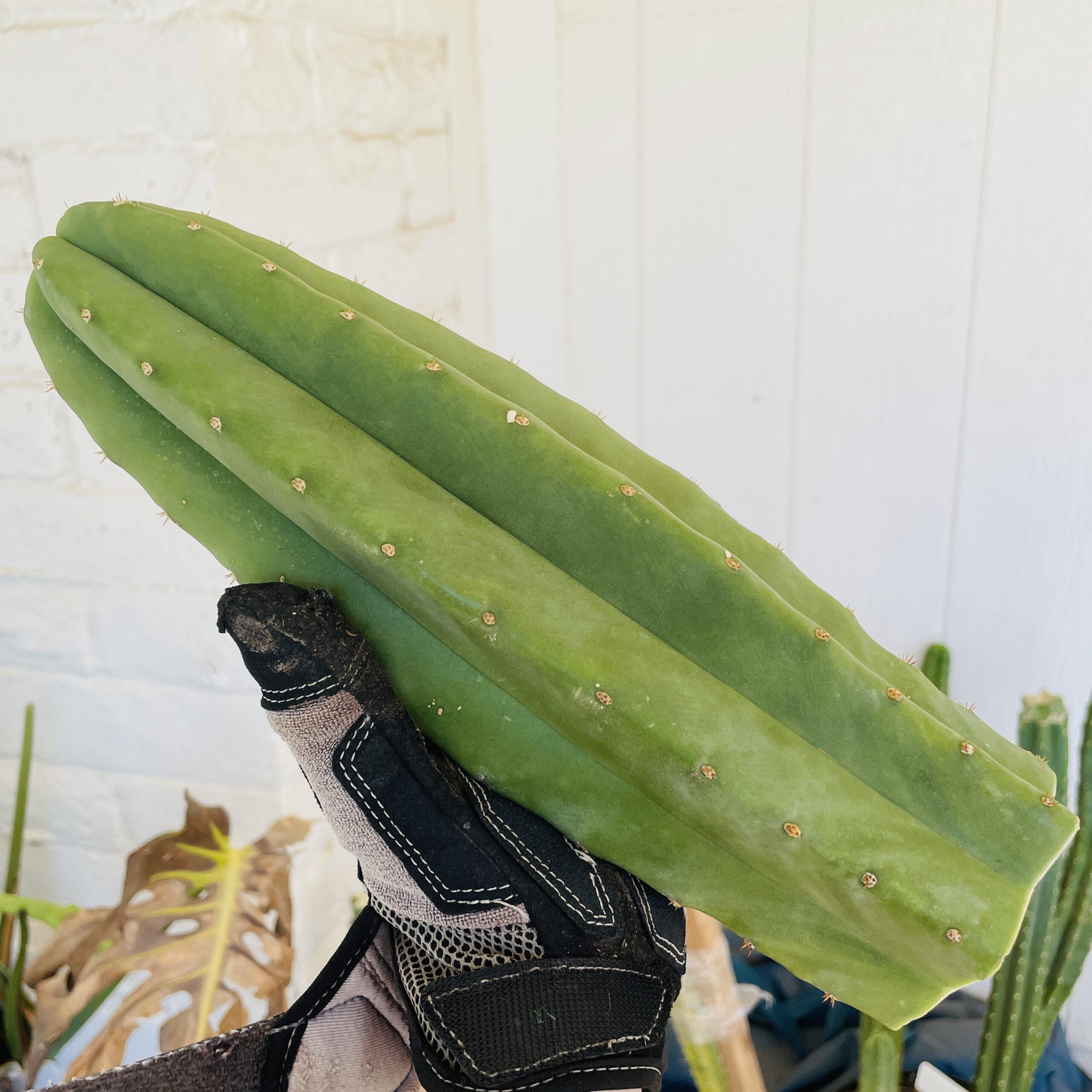 11 inch T. Scopulicola "Tucson Fat" Cutting