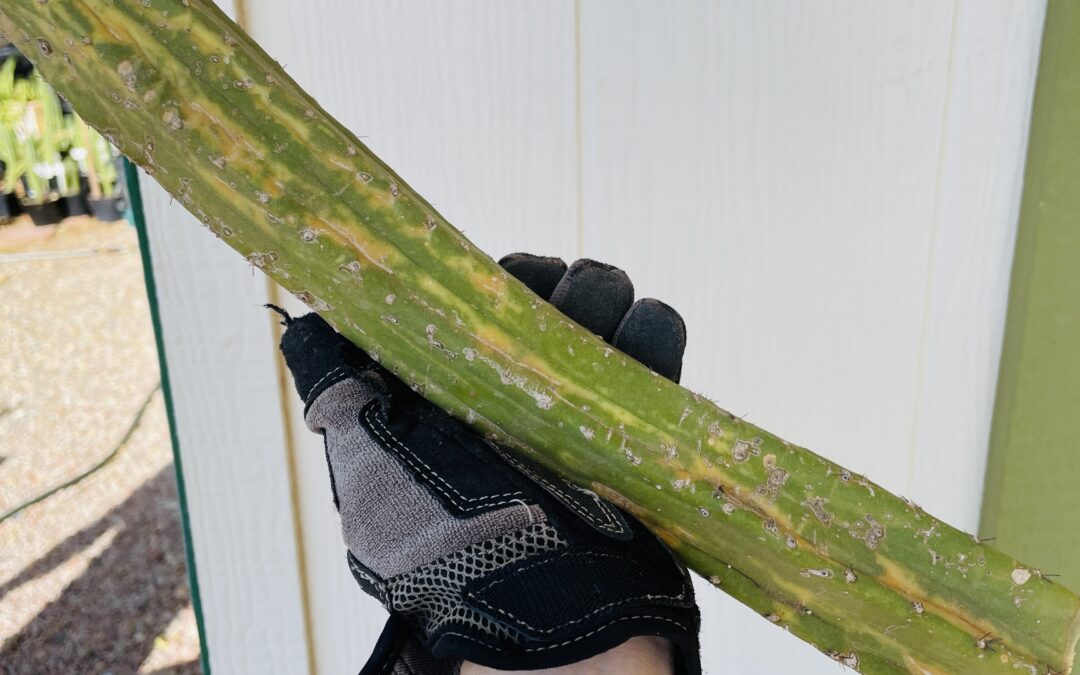 13in Variegated San Pedro Mid Cutting