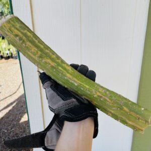 13in Variegated San Pedro Mid Cutting