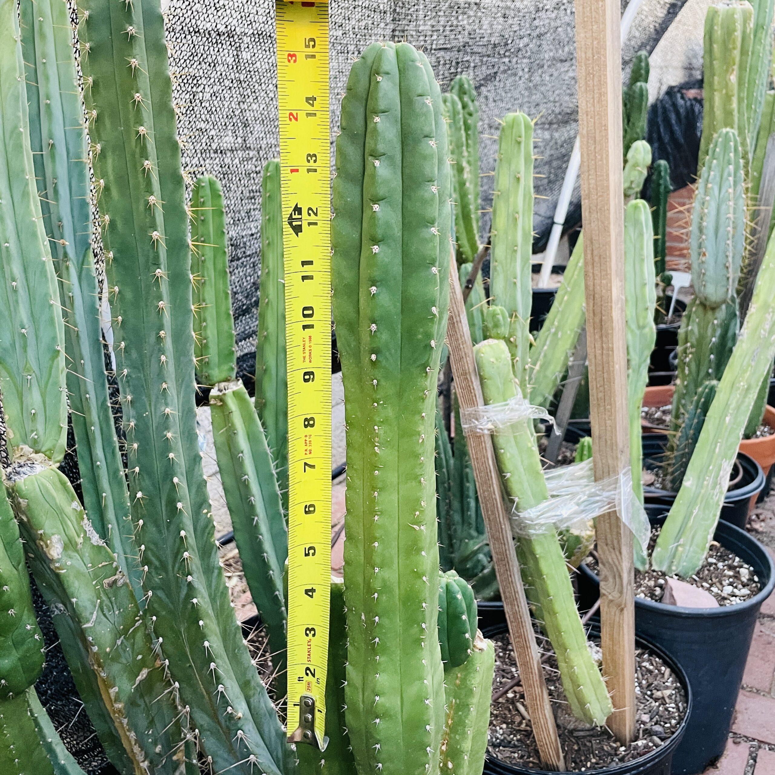 15 inch San Pedro "Texas Torch" Cutting