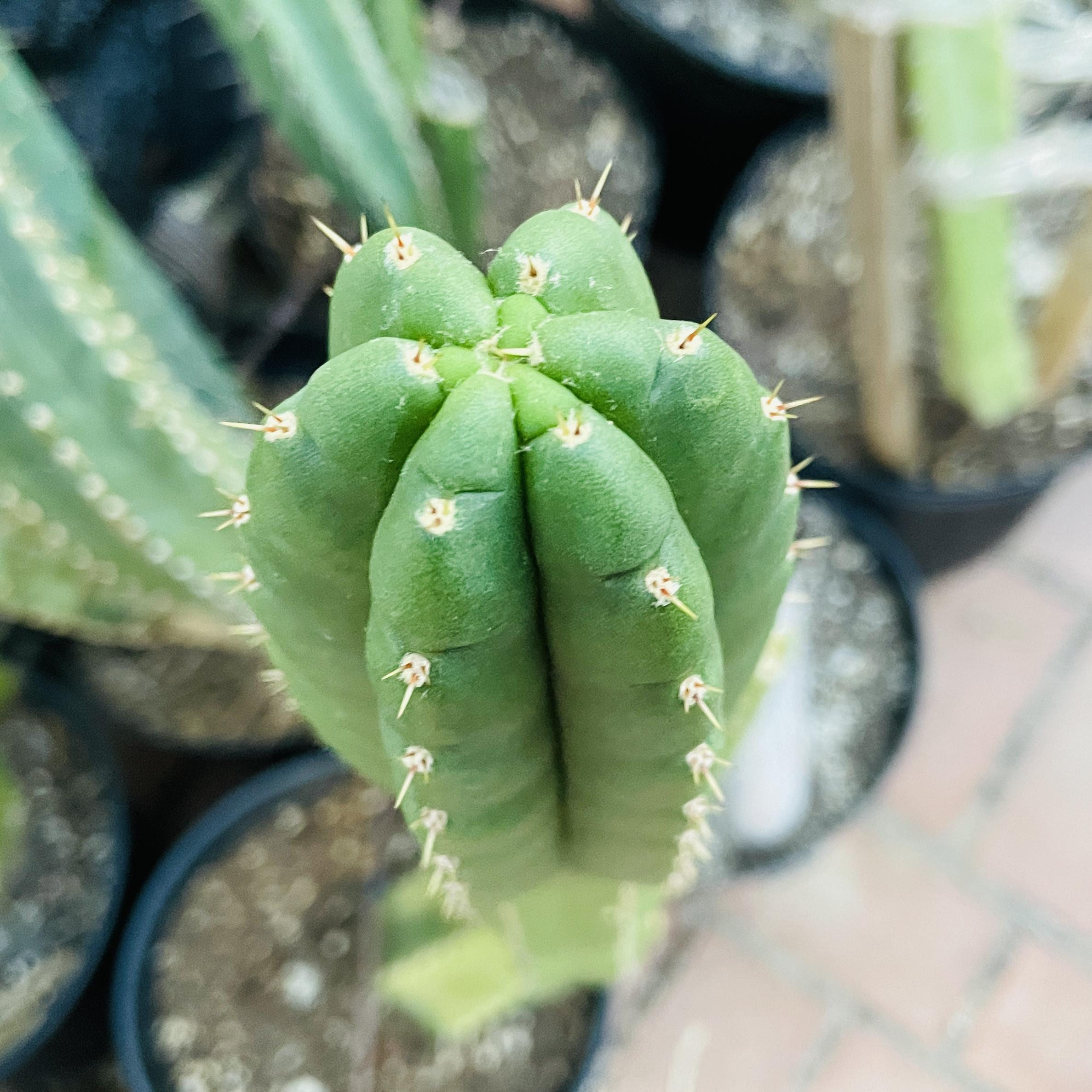 15 inch San Pedro "Texas Torch" Cutting