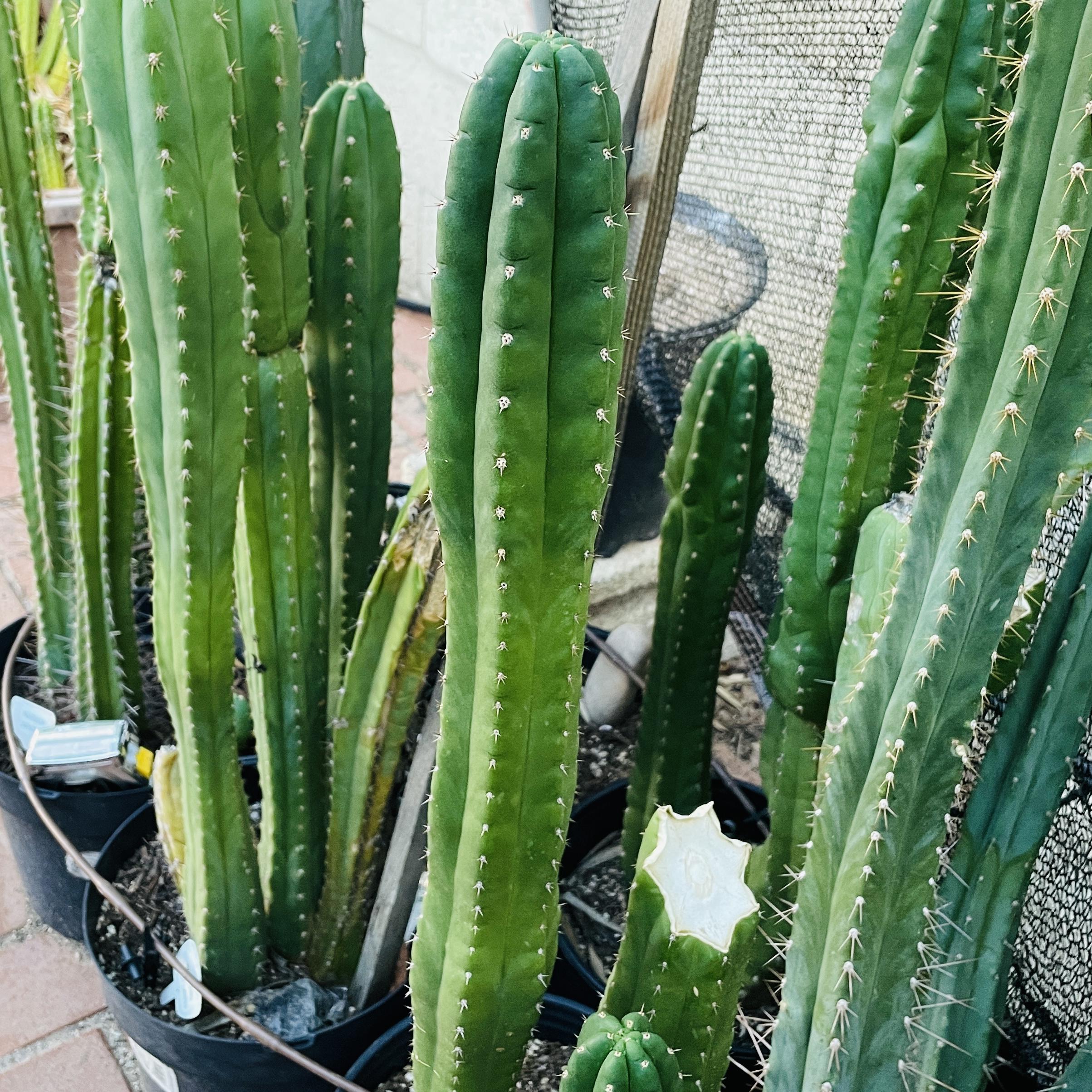 15 inch San Pedro "Texas Torch" Cutting