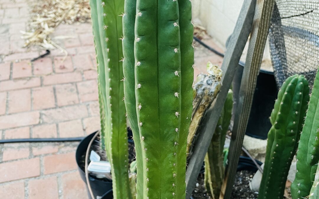 15in San Pedro “Texas Torch” Cutting