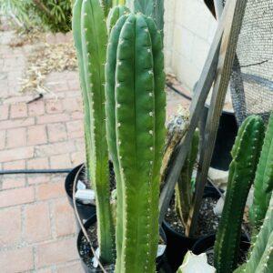 15 inch San Pedro "Texas Torch" Cutting