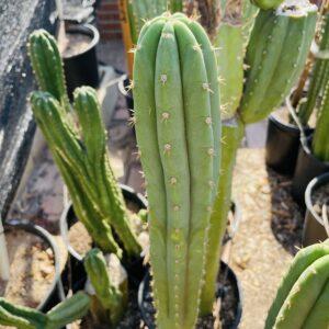 15 inch San Pedro "Nuestra Bonita" Cutting